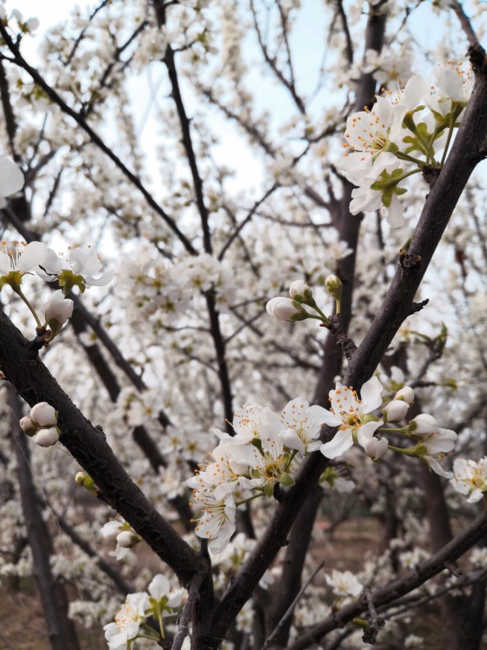 春天的那些花(果树之李树1) 热闹的李子花