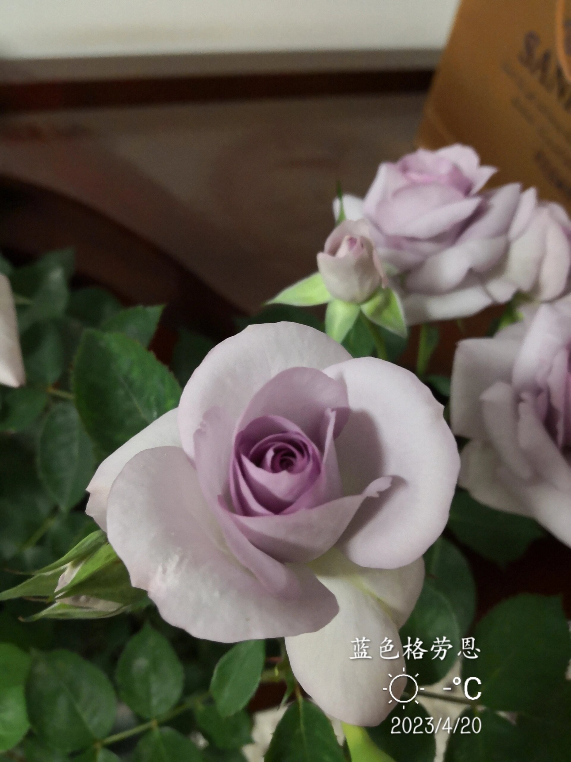 蓝紫色月季～～蓝色格劳恩种植体验怎么样 大地之蓝grawn blue它也叫