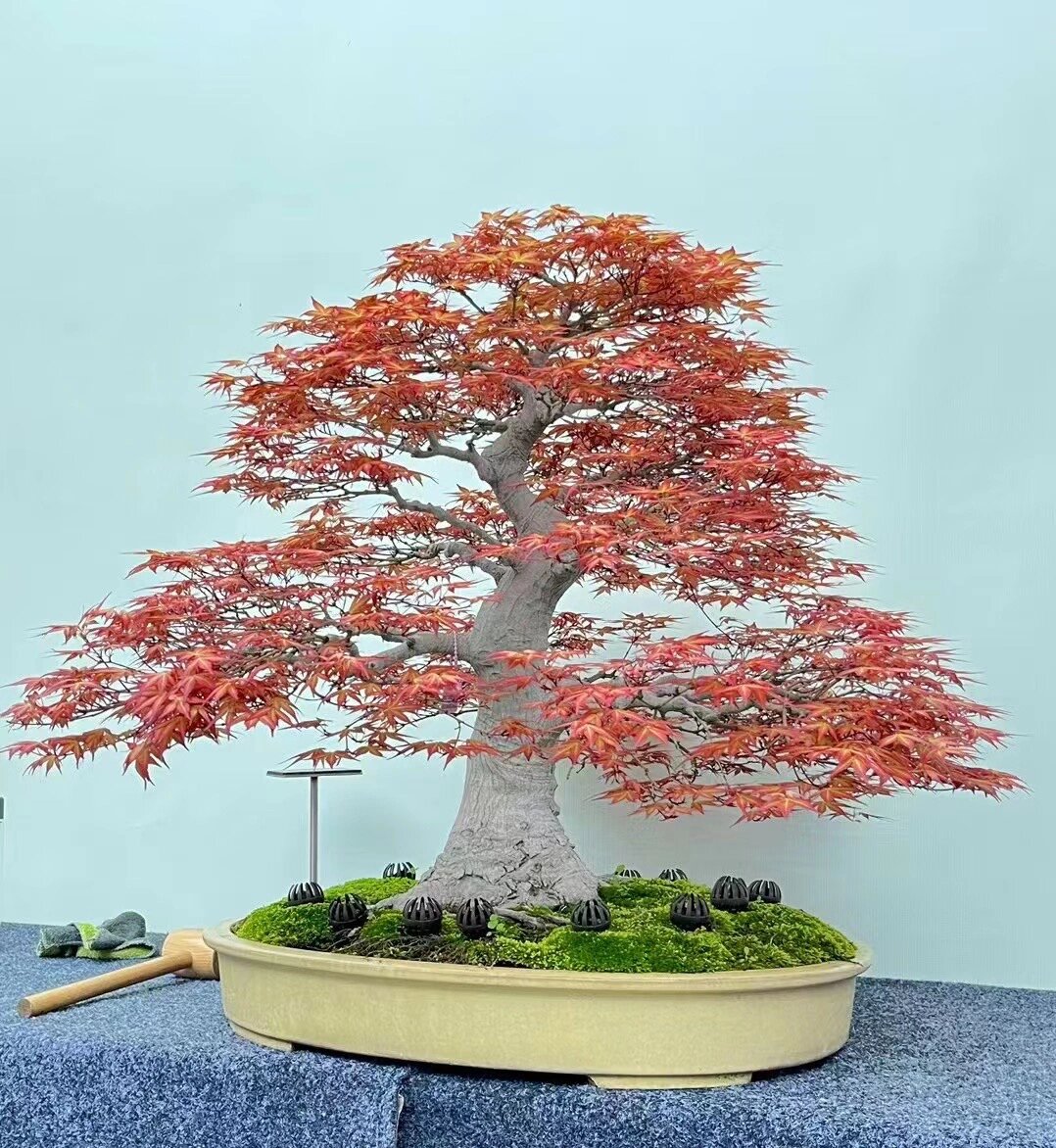 红千鸟枫树盆景 #红千鸟盆景# #进口盆景# #狮子头枫树# #盆景艺术