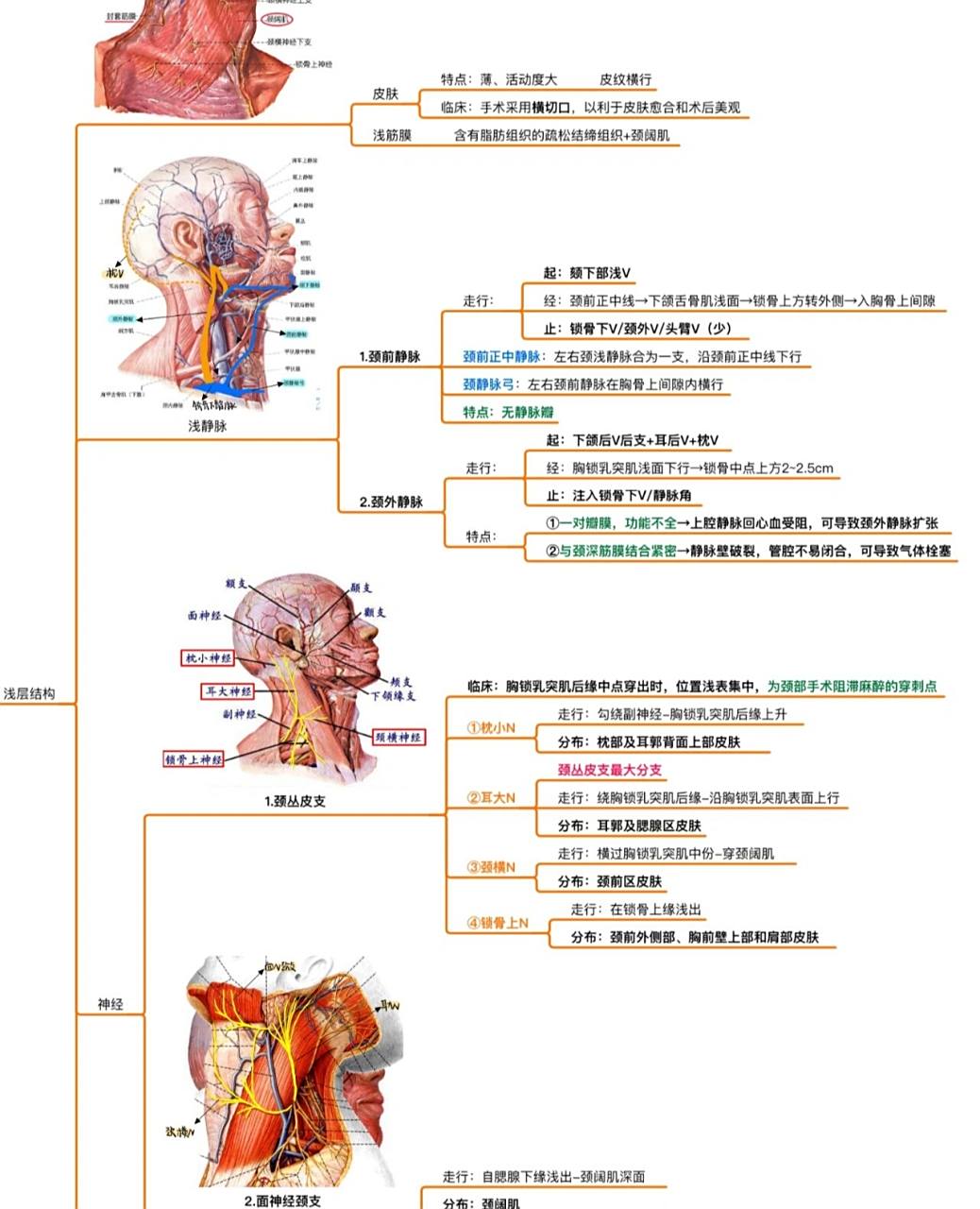 局部解剖9799颈部(一) 终于整理完思维导图了很累但是成就感满满