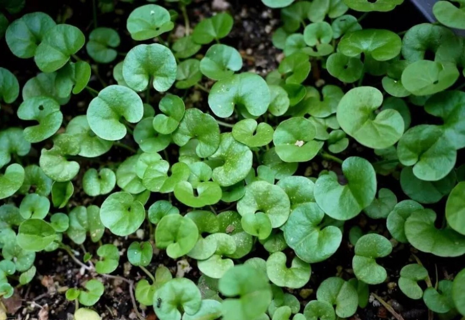 马蹄金 马蹄金是旋花科,马蹄金属植物.生于田野山坡沟渠路旁阴地.