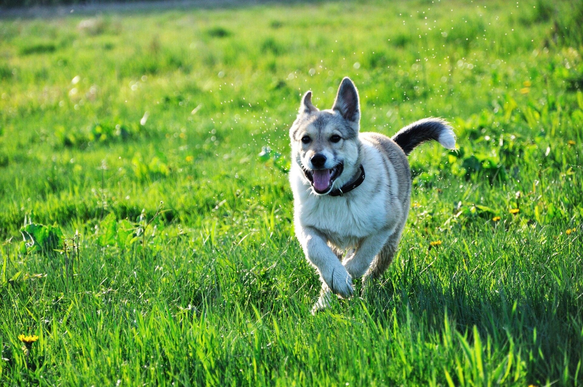 西伯利亚犬赛博图片