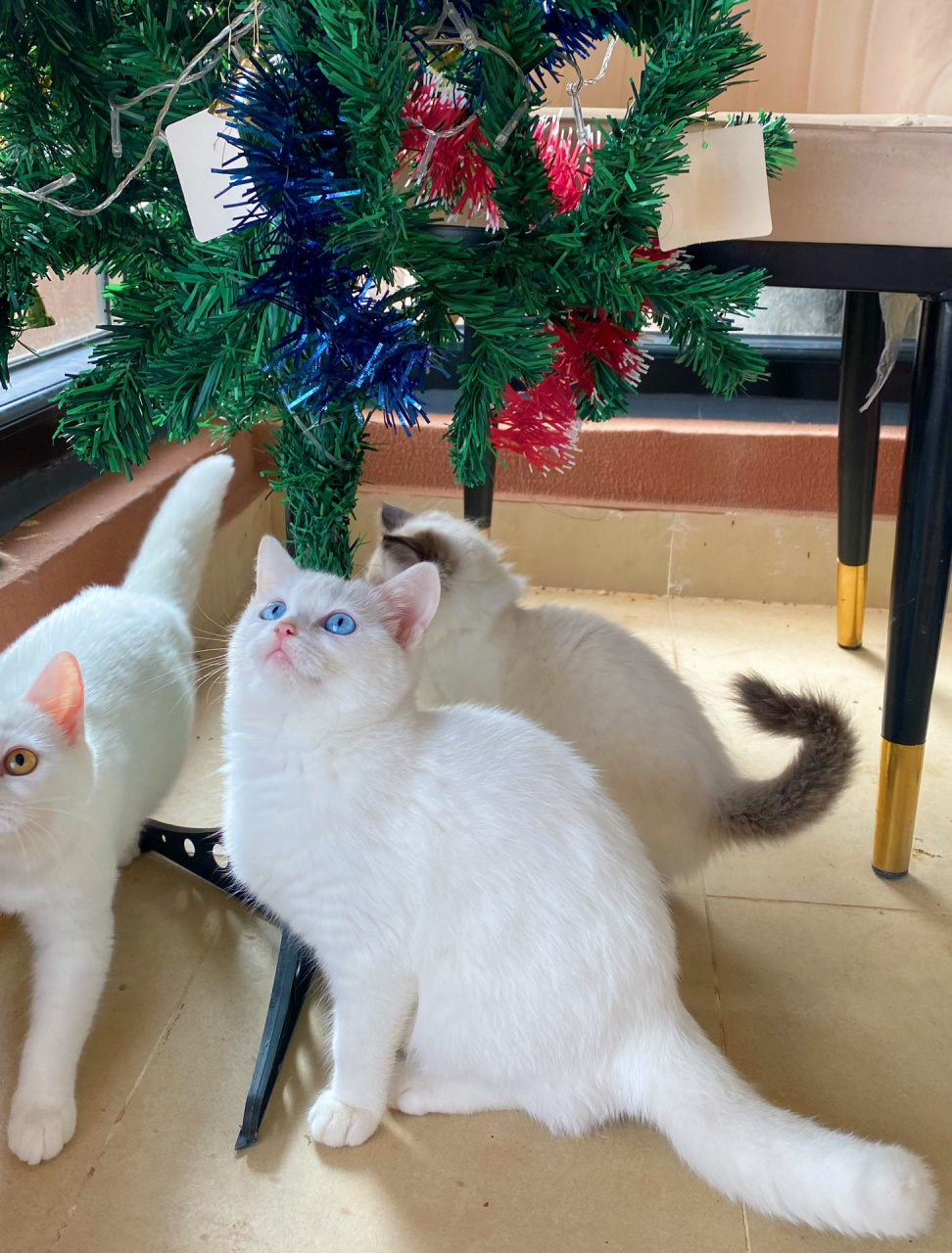 英短蓝眼睛白猫圆润肥嘟嘟南宁3位数带回家 家里自己养的猫咪生娃啦