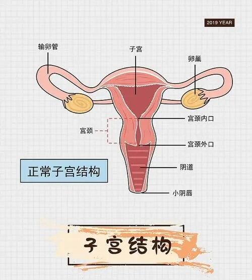 子宫颈图片位置图图片