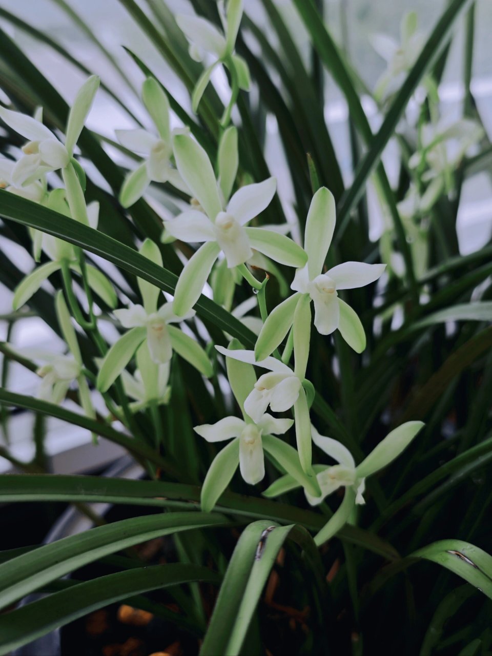 一盆养了十五年的铁骨素兰花 素心铭品,铁骨柔情,遗世而独立,香气沁鼻