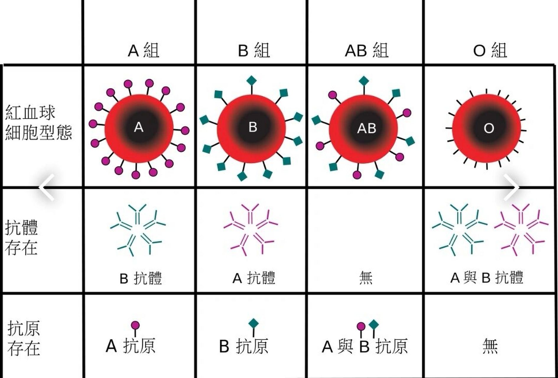 血型分类 abo血型分类 rh血型和abo血型分类是最普遍也是最多人认知的