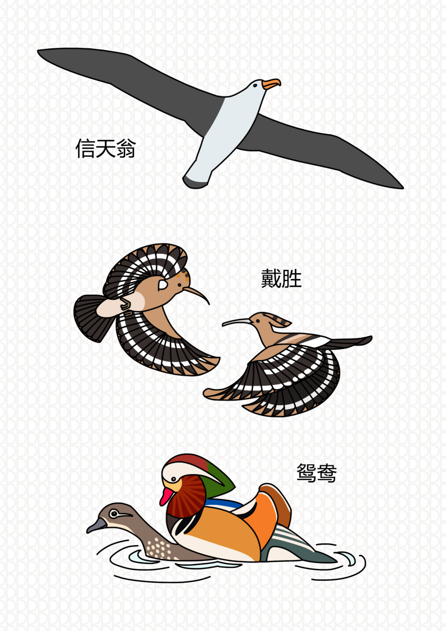 小红书最哇塞的鸟类简笔画26015不收藏后悔05