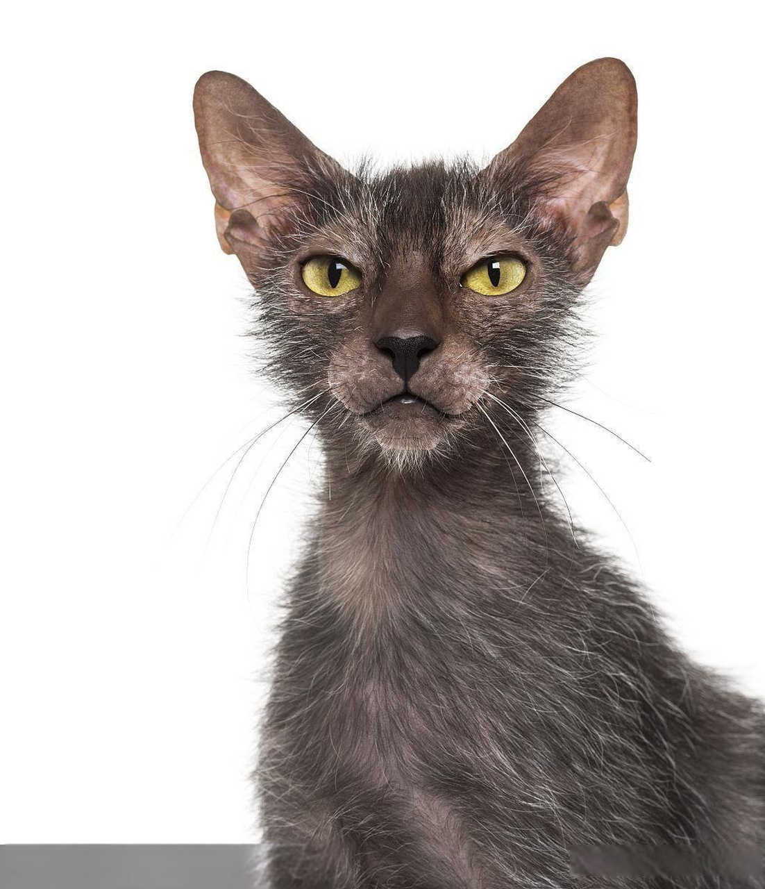 狼人猫(lykoi): 极为罕见,目前全世界仅有少数几只. 2.