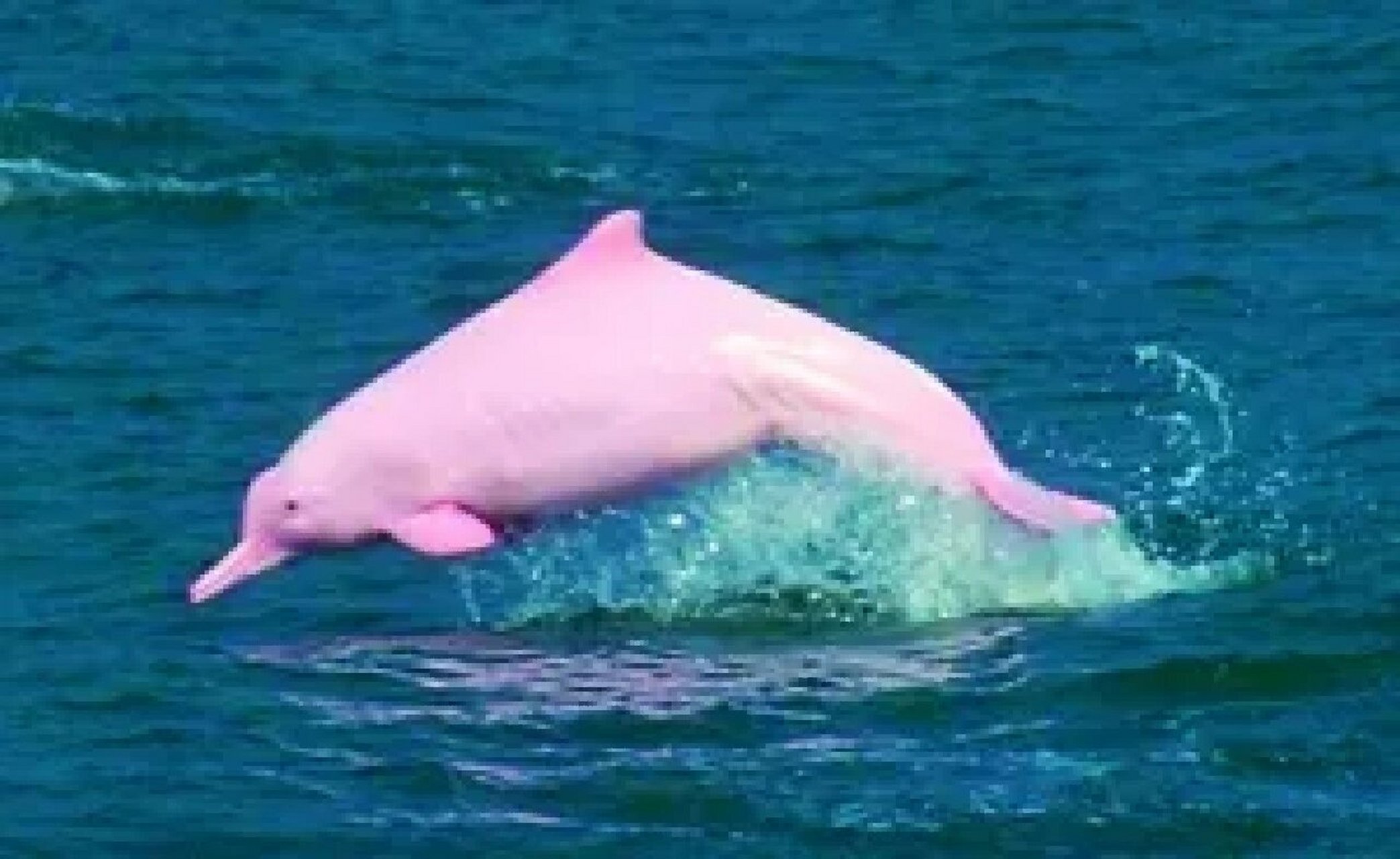 超级稀有的粉色海豚 听说看到它的人会变幸运哦9595