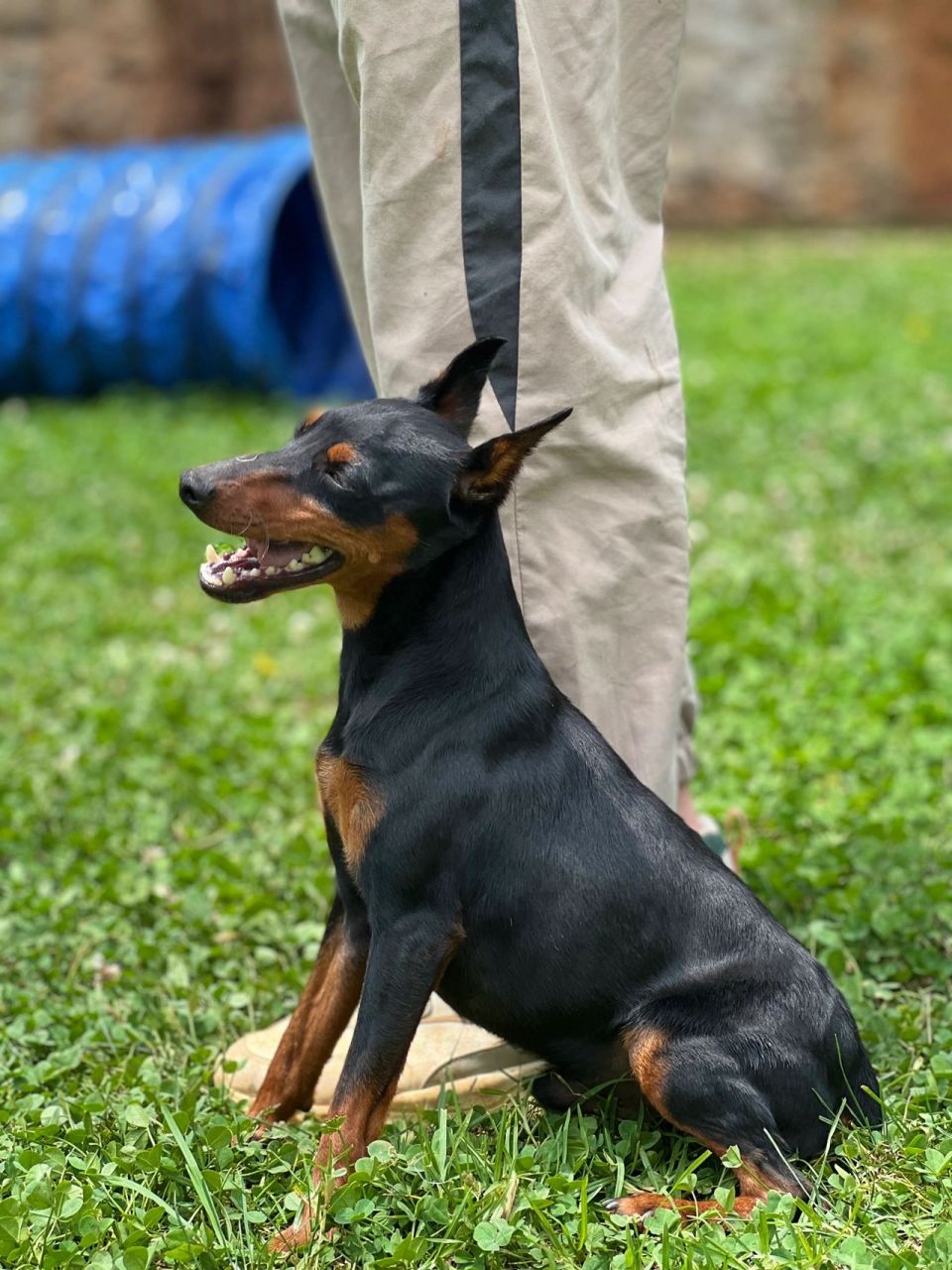 迷你杜宾犬能长多大图片