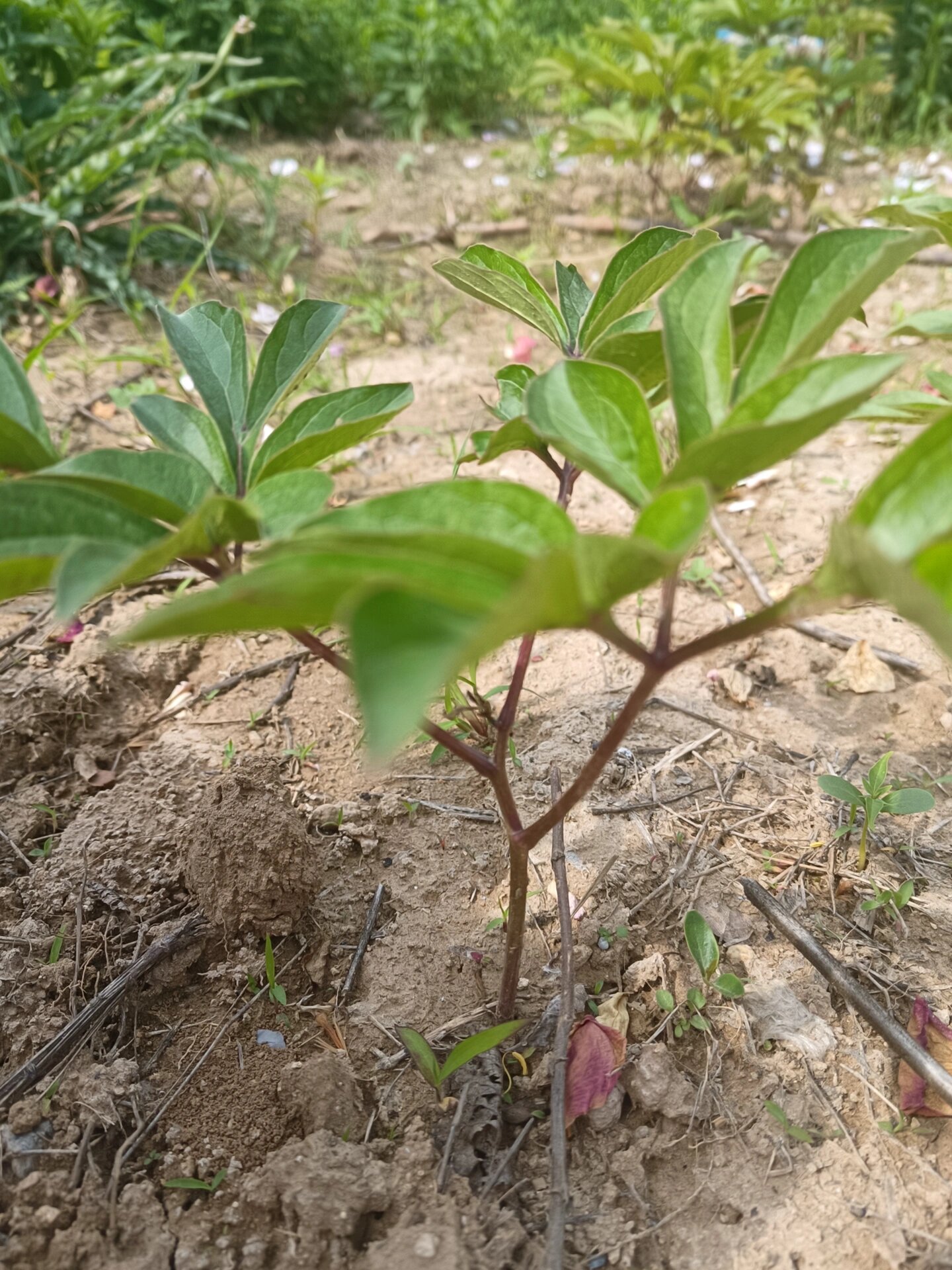 白芍 芍药 白芍就是通常我们所说的芍药