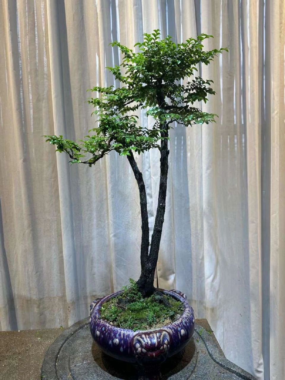 不是,前四图为小叶紫檀,后四图为黑骨茶 首先小叶紫檀与科属不同.