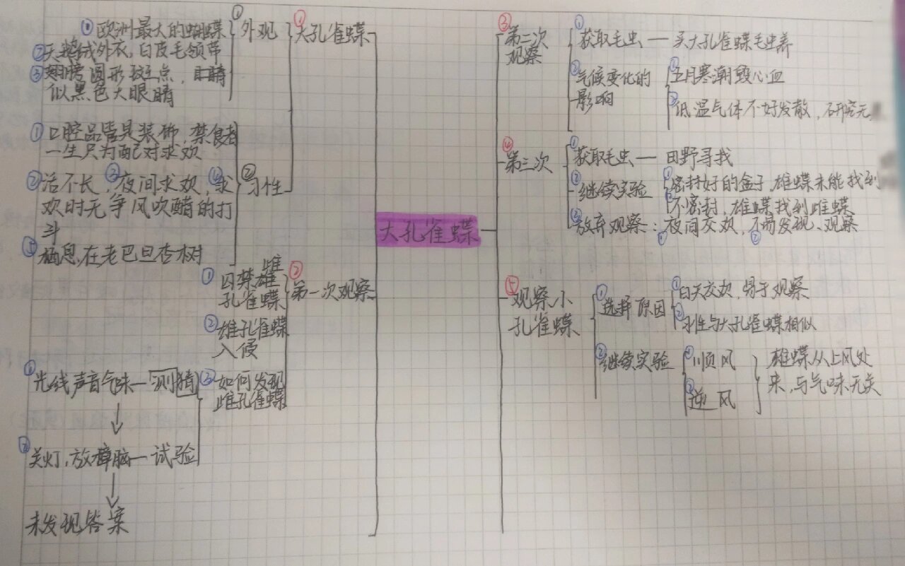 《昆虫记》思维导图 大孔雀蝶