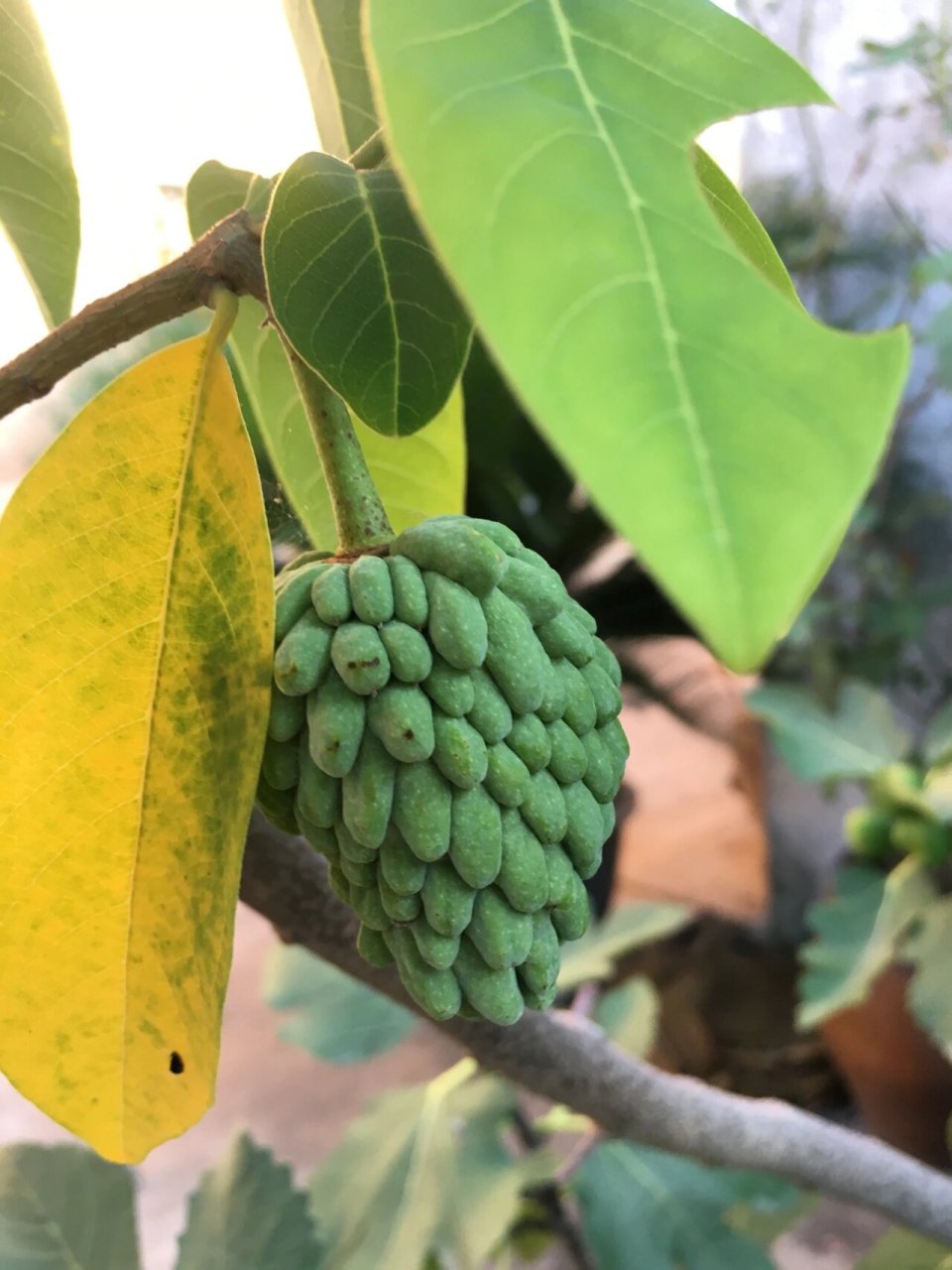 释迦果树开花图片