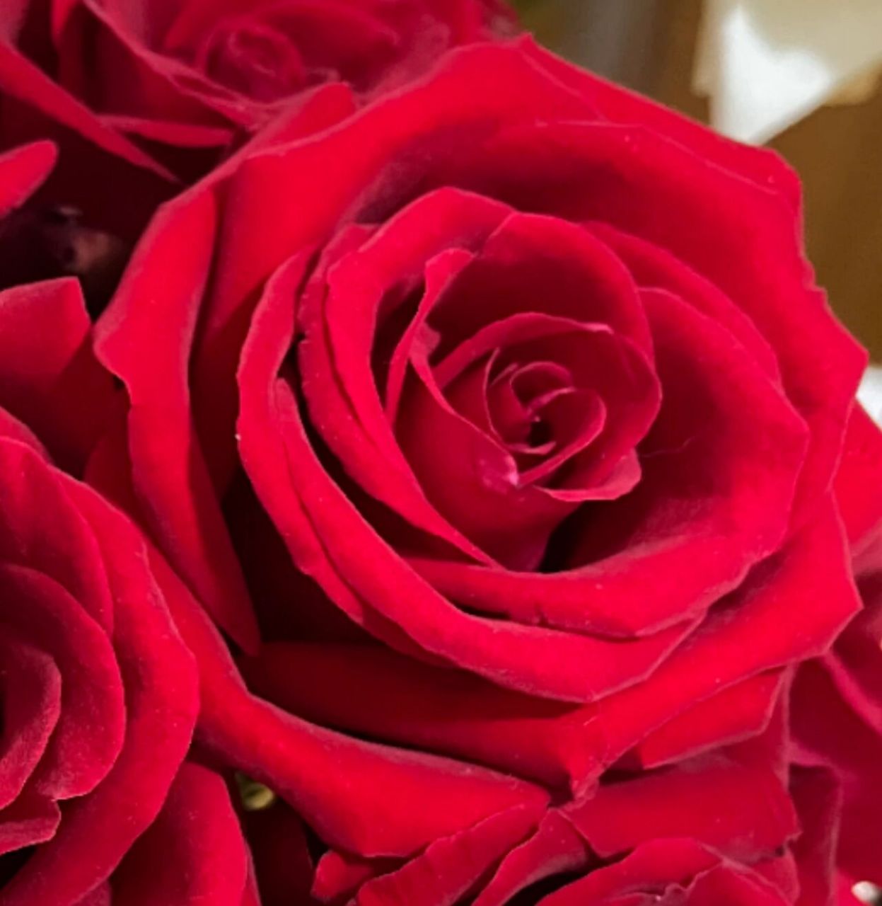 一个除了刺多就没有缺点的花  卡罗拉是经典红玫瑰,用了好多年了,这种