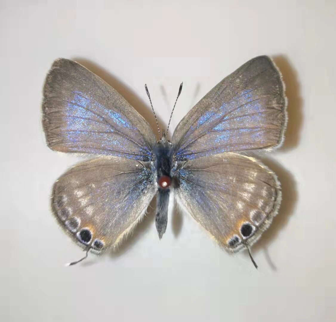 亮灰蝶03lampides boeticus 亮灰蝶又名曲纹灰蝶,曲斑灰蝶,长尾里波