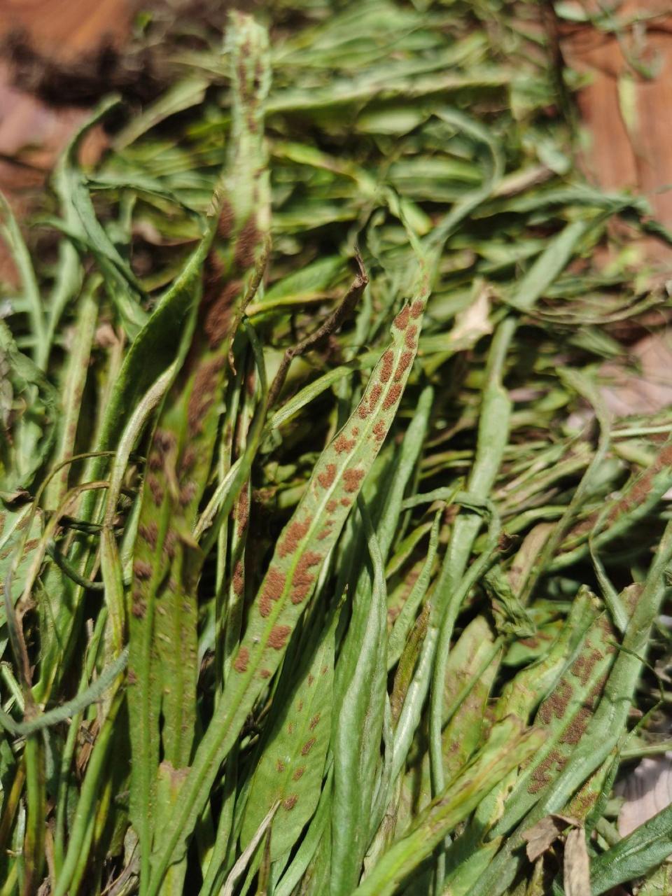 天中珍苑·野生马蹬草!