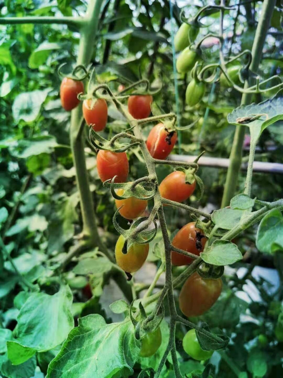 玉女果,一点酸味都无 正