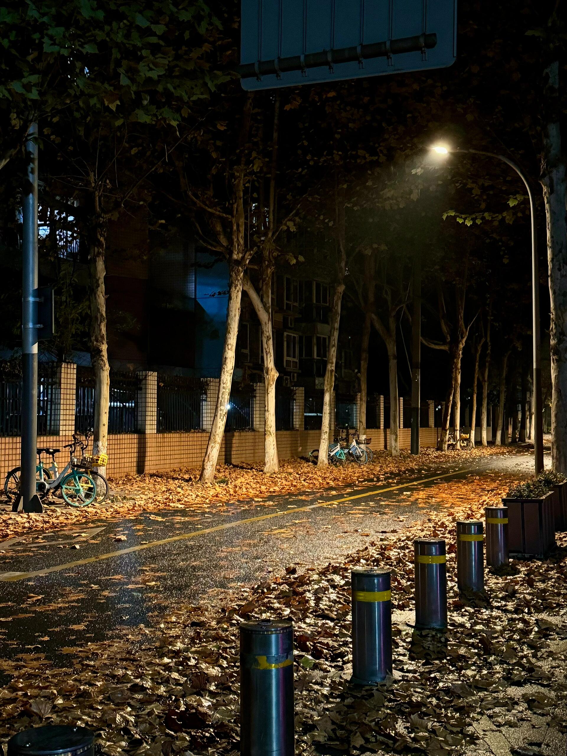 成都 | 浪漫的雨夜梧桐小路🍁 一场雨后,这条路真的好漂亮🍂