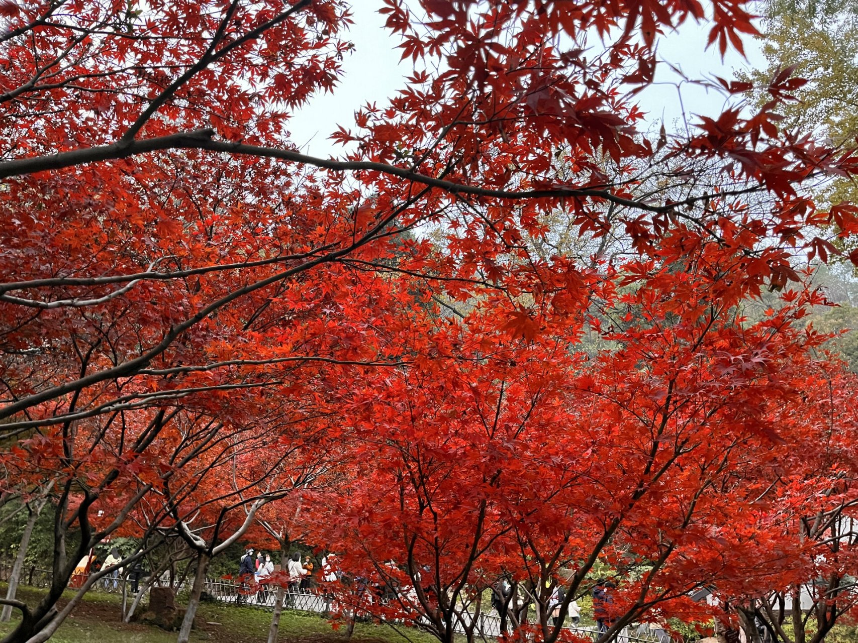 岳麓山枫叶图片