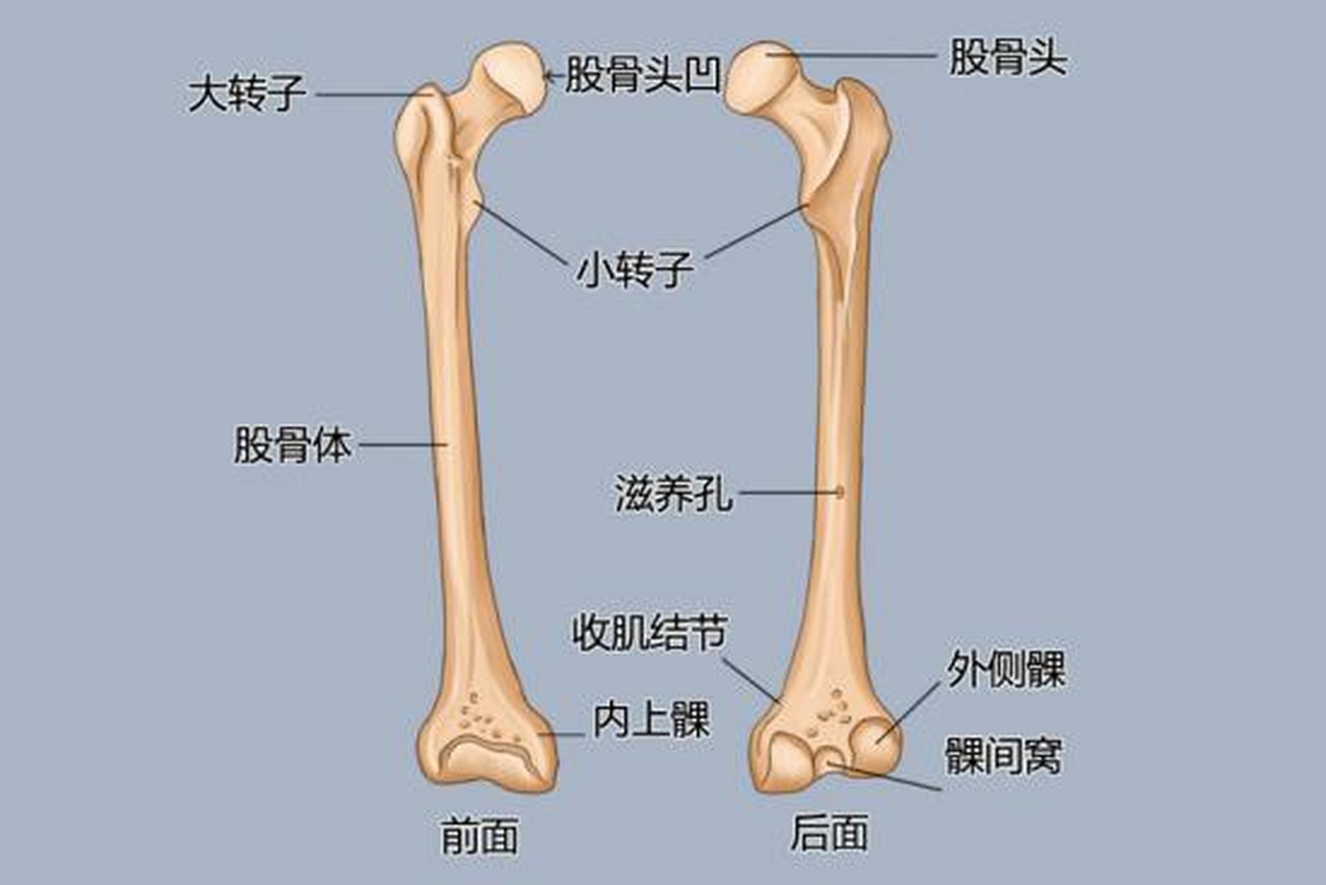 📢位置 股骨头被股骨颈所支撑,与股骨干相连,是髋关节球臼结构中的