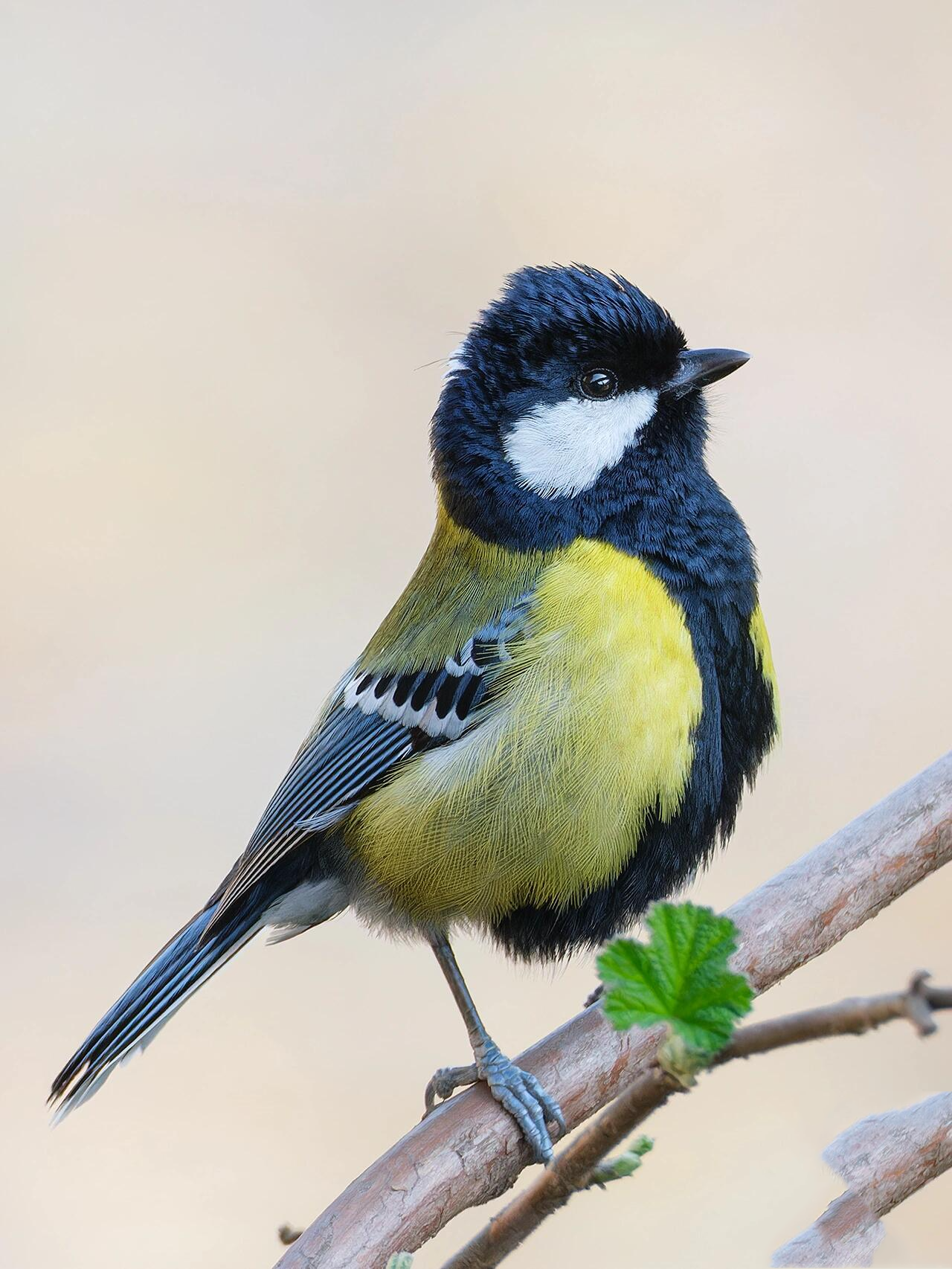 昂首挺胸 头毛炸起来张望的绿背山雀也太可爱了吧 认住它黄黄的腹部
