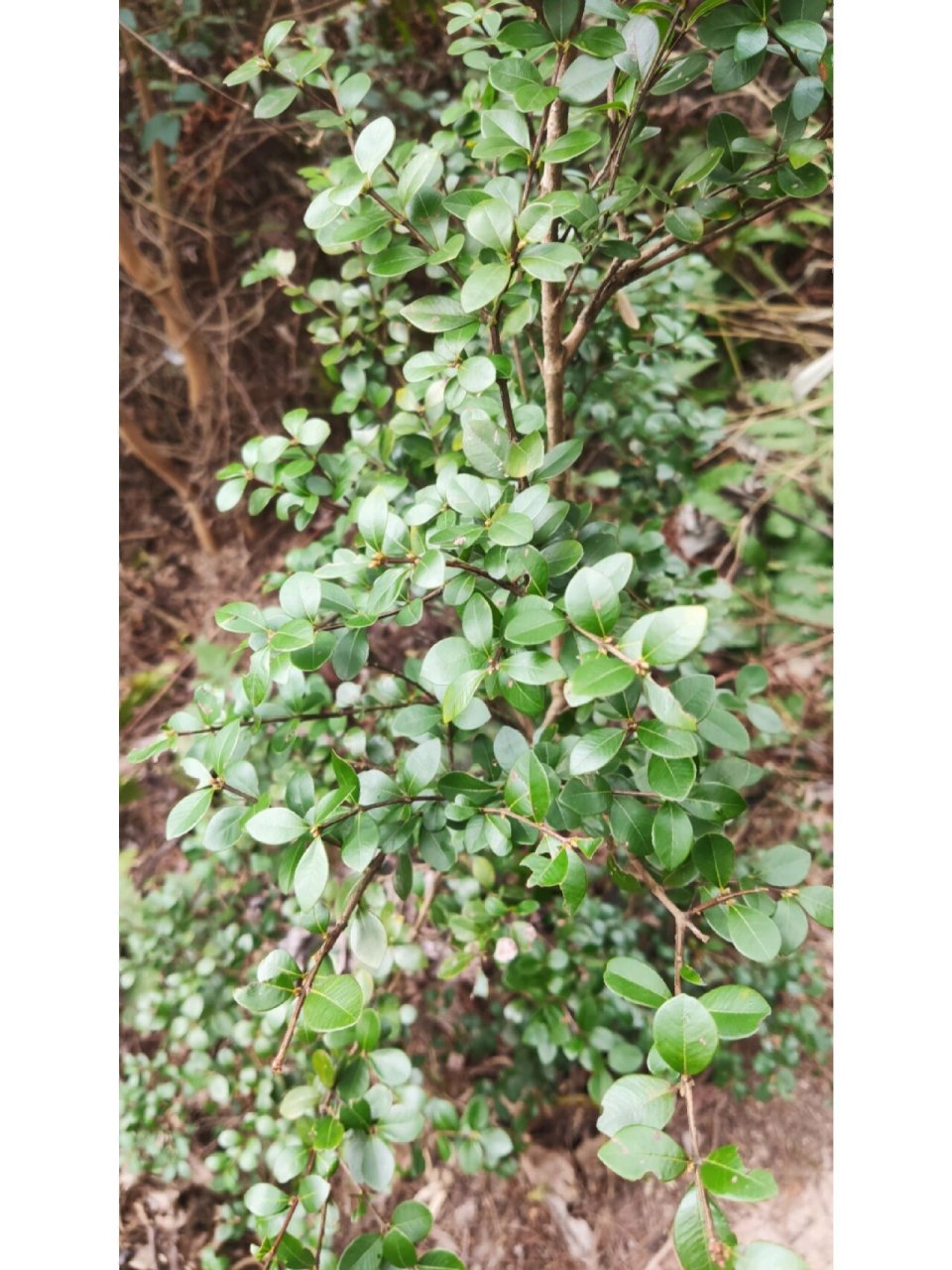 赤楠 学名:赤楠,桃金娘科,蒲桃属.