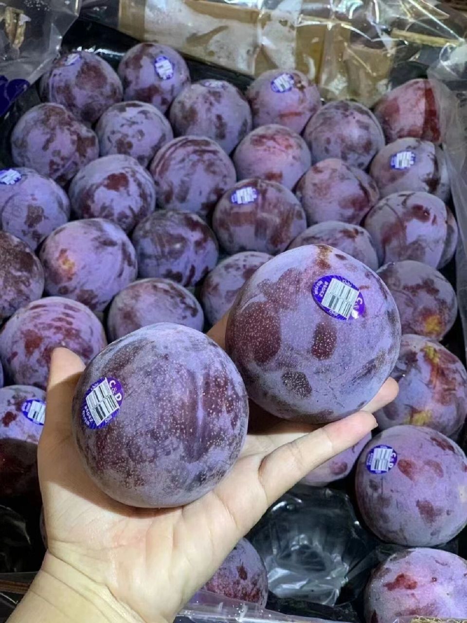 澳洲凤凰李97我愿称之为最好吃的李子