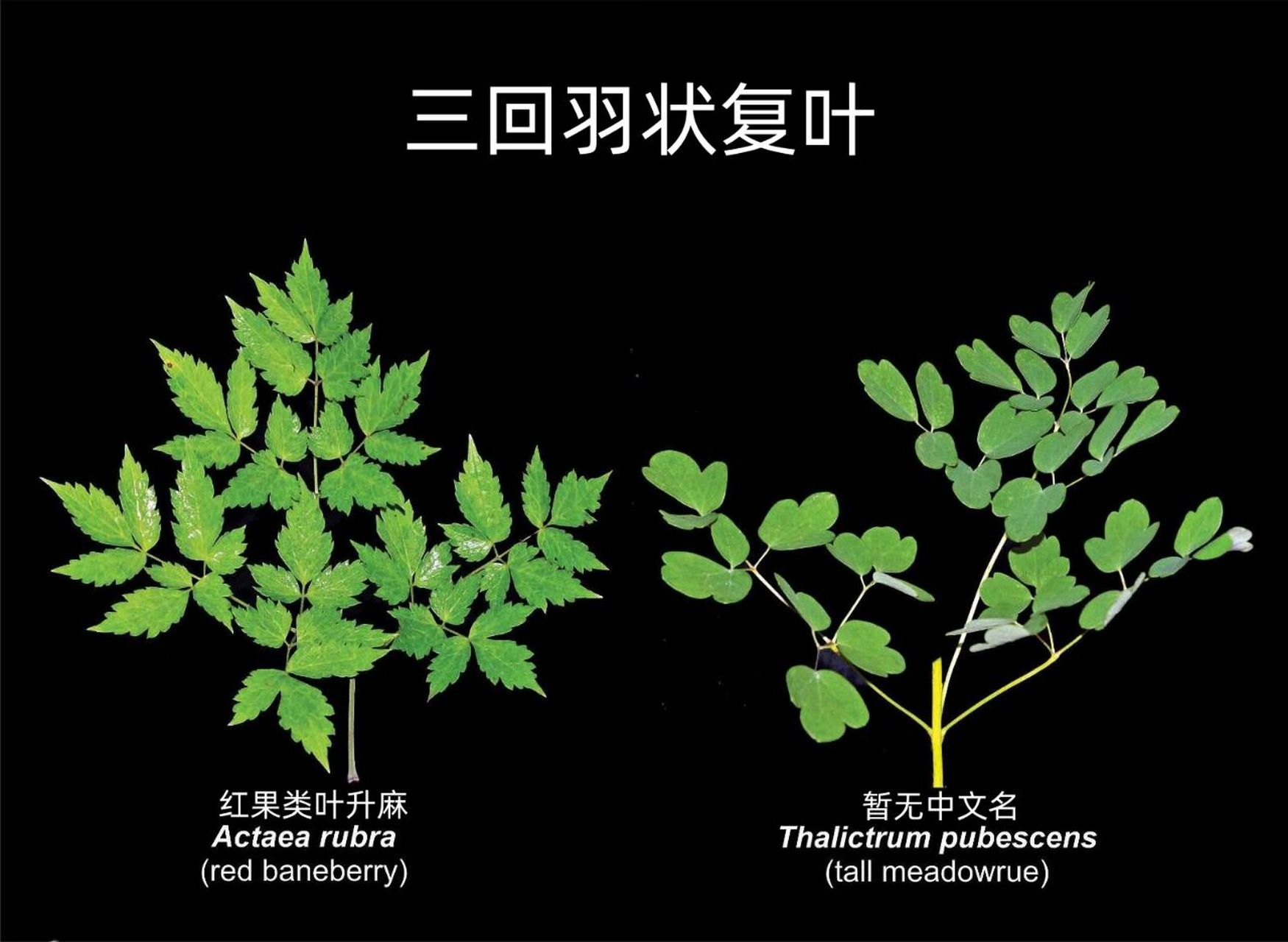 三回羽状复叶的植物图片