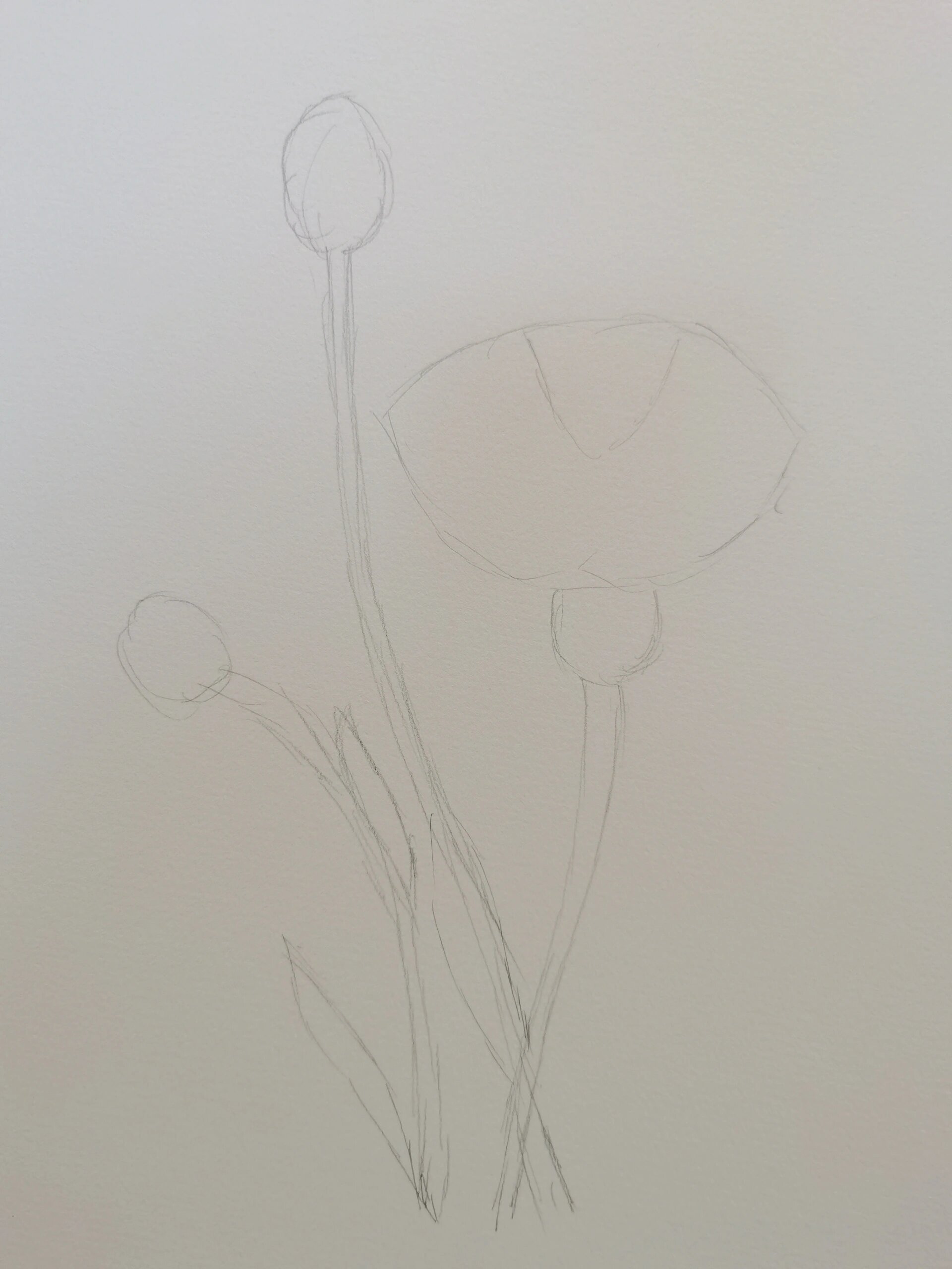 每日一画画 | 矢车菊