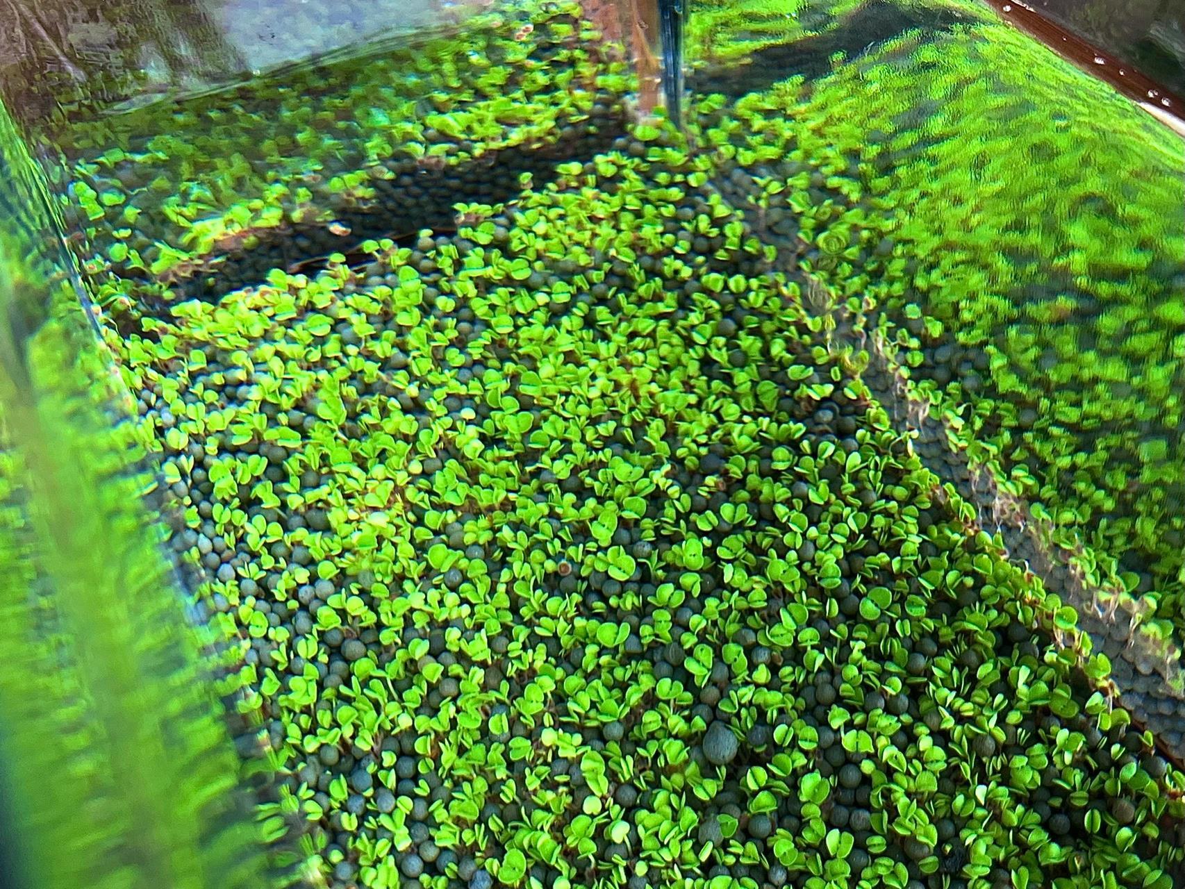 3天养出大对叶生态水草缸 种上三天就发芽了,非常成功,再买几条小鱼