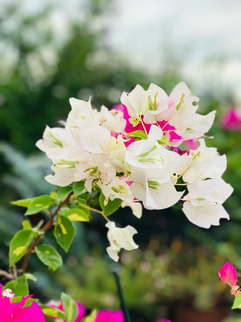 金心双色三角梅 又是一个勤花品种,长得又快,枝条细垂下,适合阳台种植