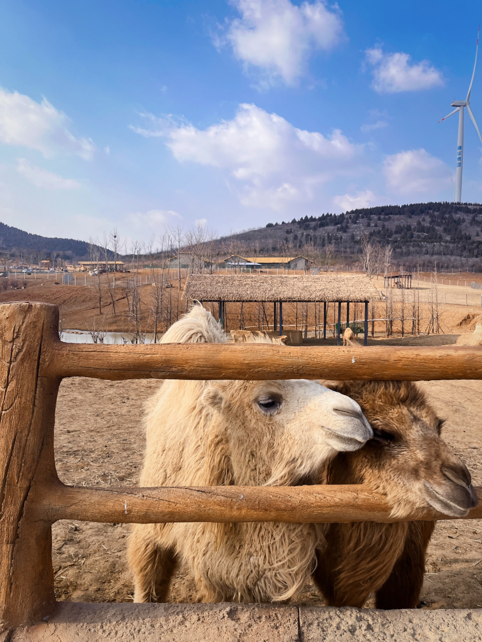 打卡徐州九顶山野生动物园009307 99关于位置:徐州市睢宁县
