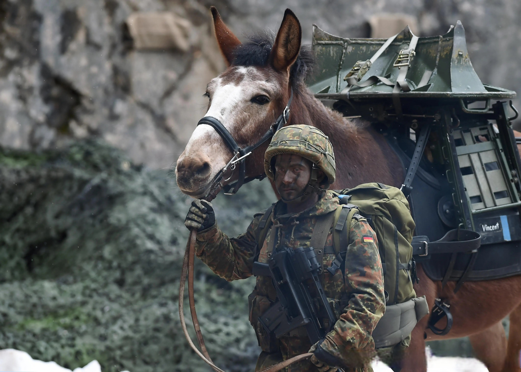 德国山地步兵旅装备的骡子