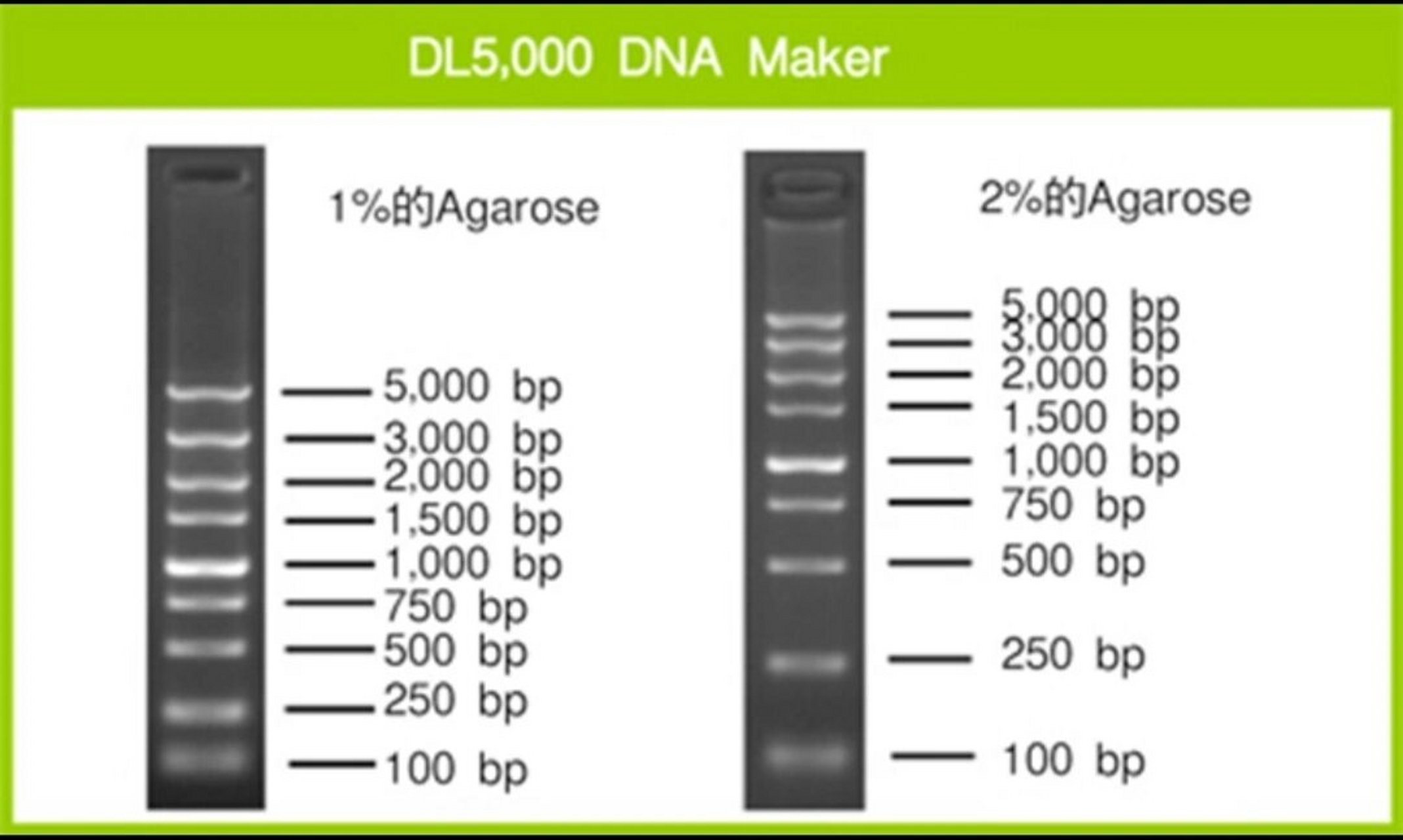 dl10000marker条带图图片