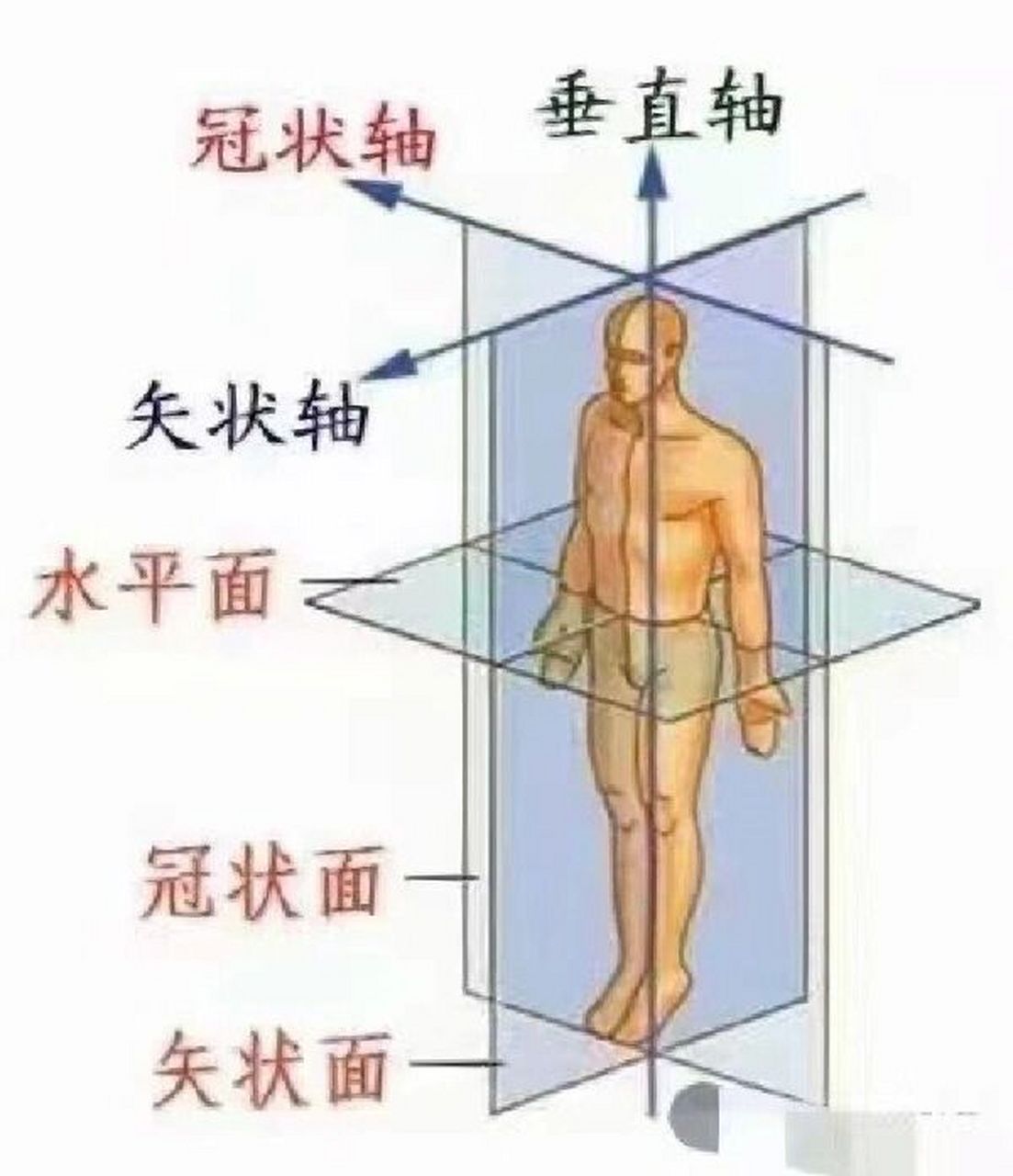 冠状轴:或称额状轴,为左右方向与身体长轴垂直,与地平面平行的轴