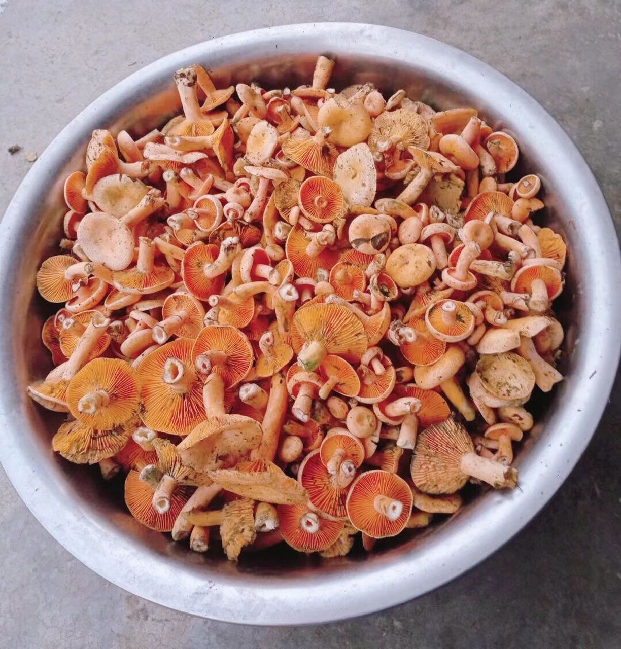 大湘西的丛菌,闪闪惹人爱