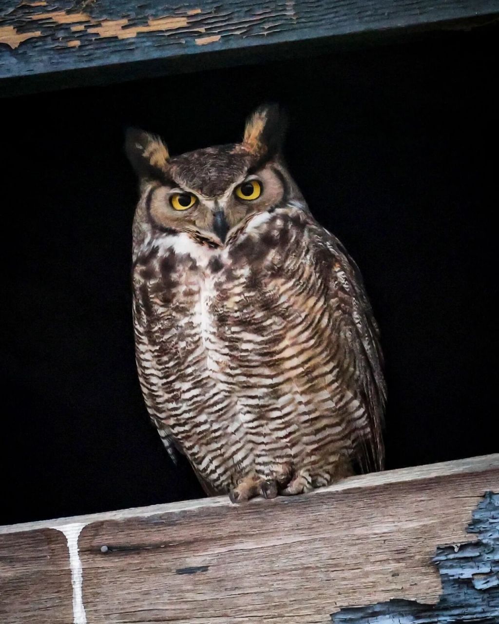 北美最大的猫头鹰 可以听声音判断距离哟 great horned owl 大雕 