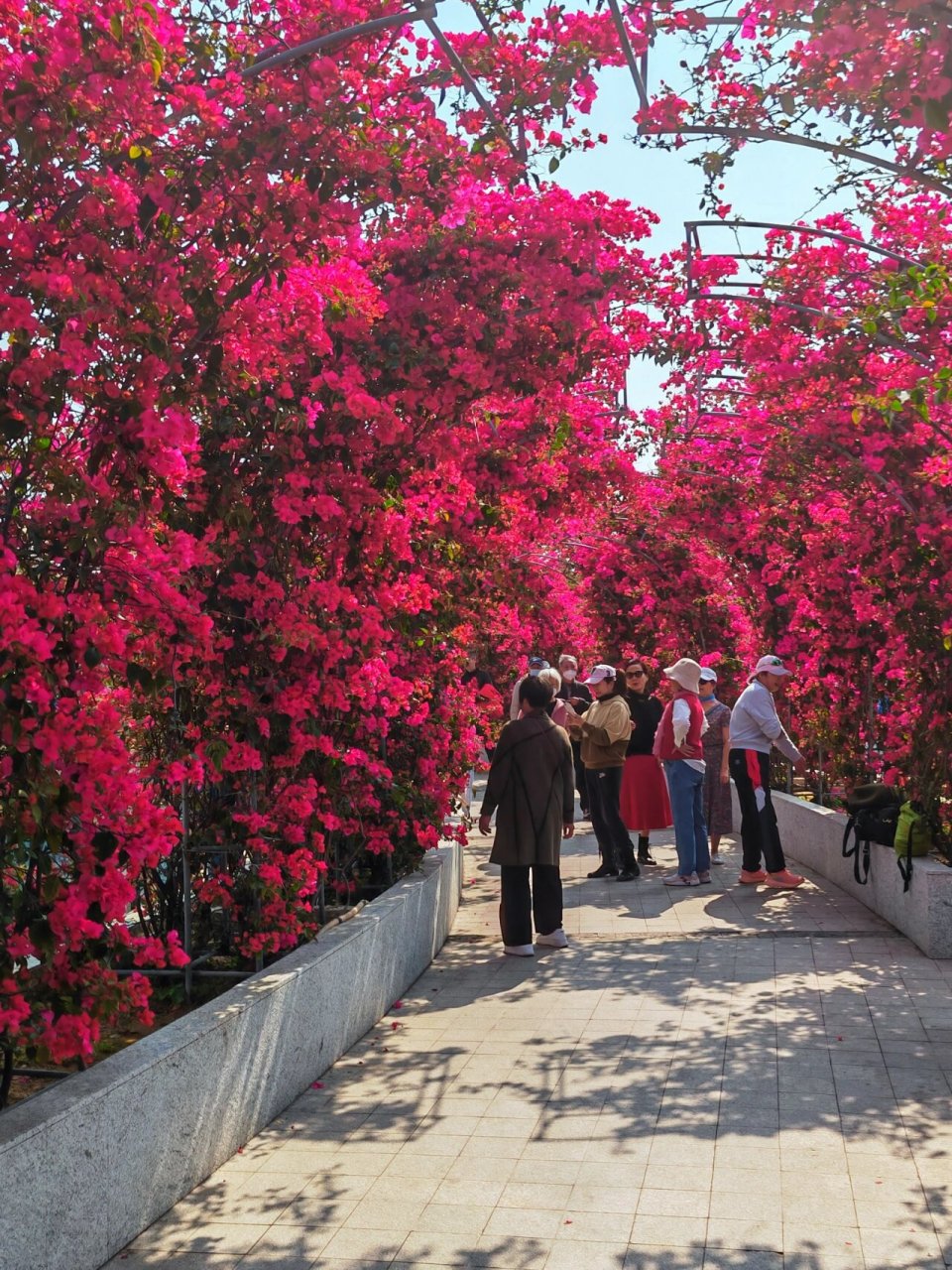 北海的市花是三角梅,市花公园,位于北海市四川路和天府路交汇路口