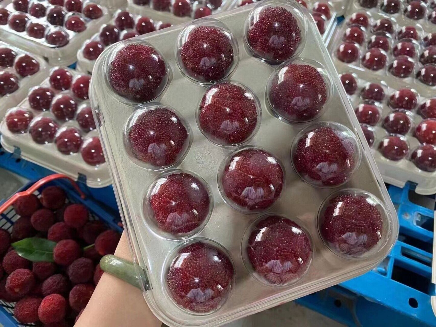 关于仙居杨梅真空包装如下  简装称鲜货 蓝装 一箱净重6斤左右 限于