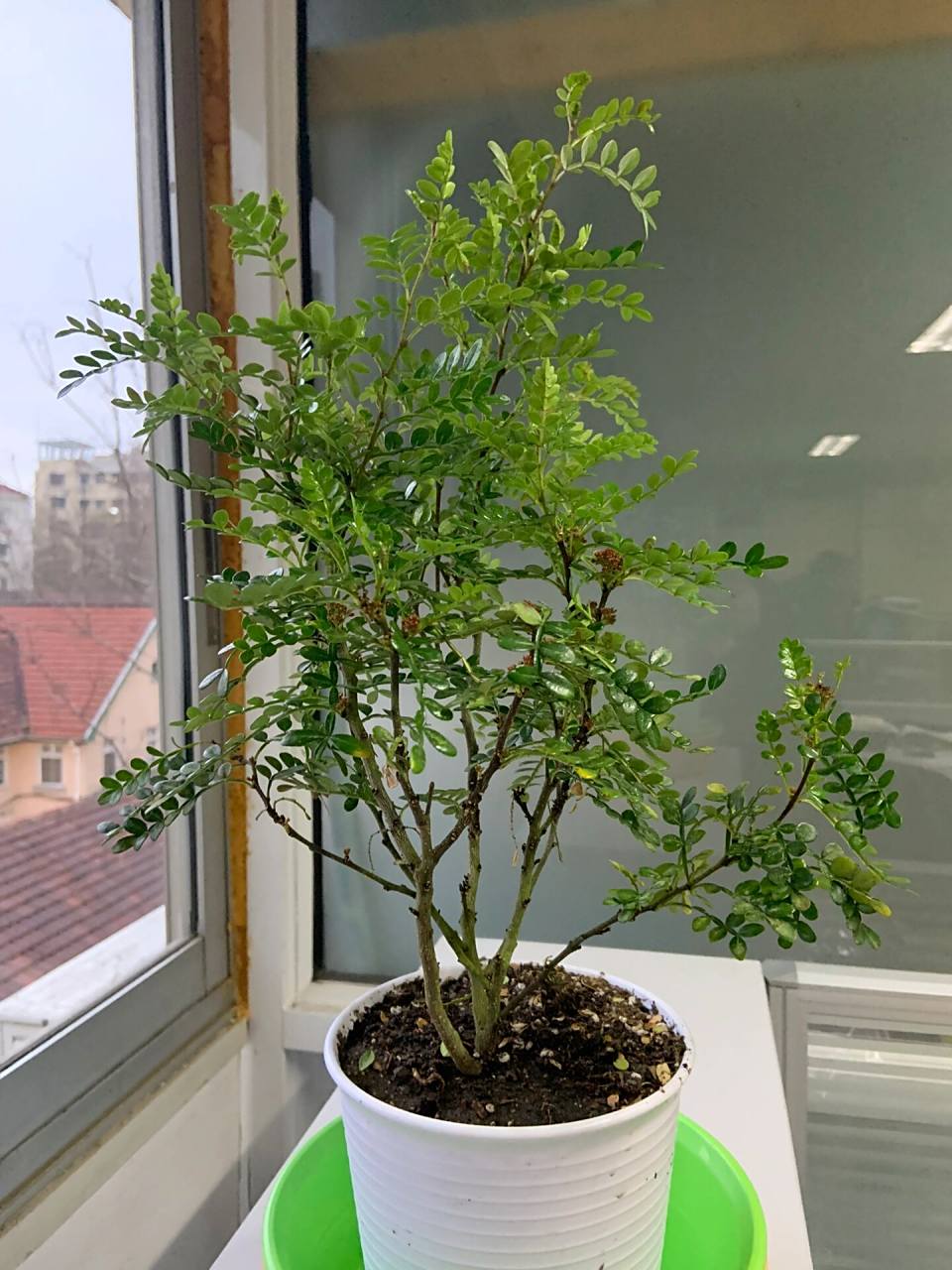 我的胡椒木怎么了?求拯救!