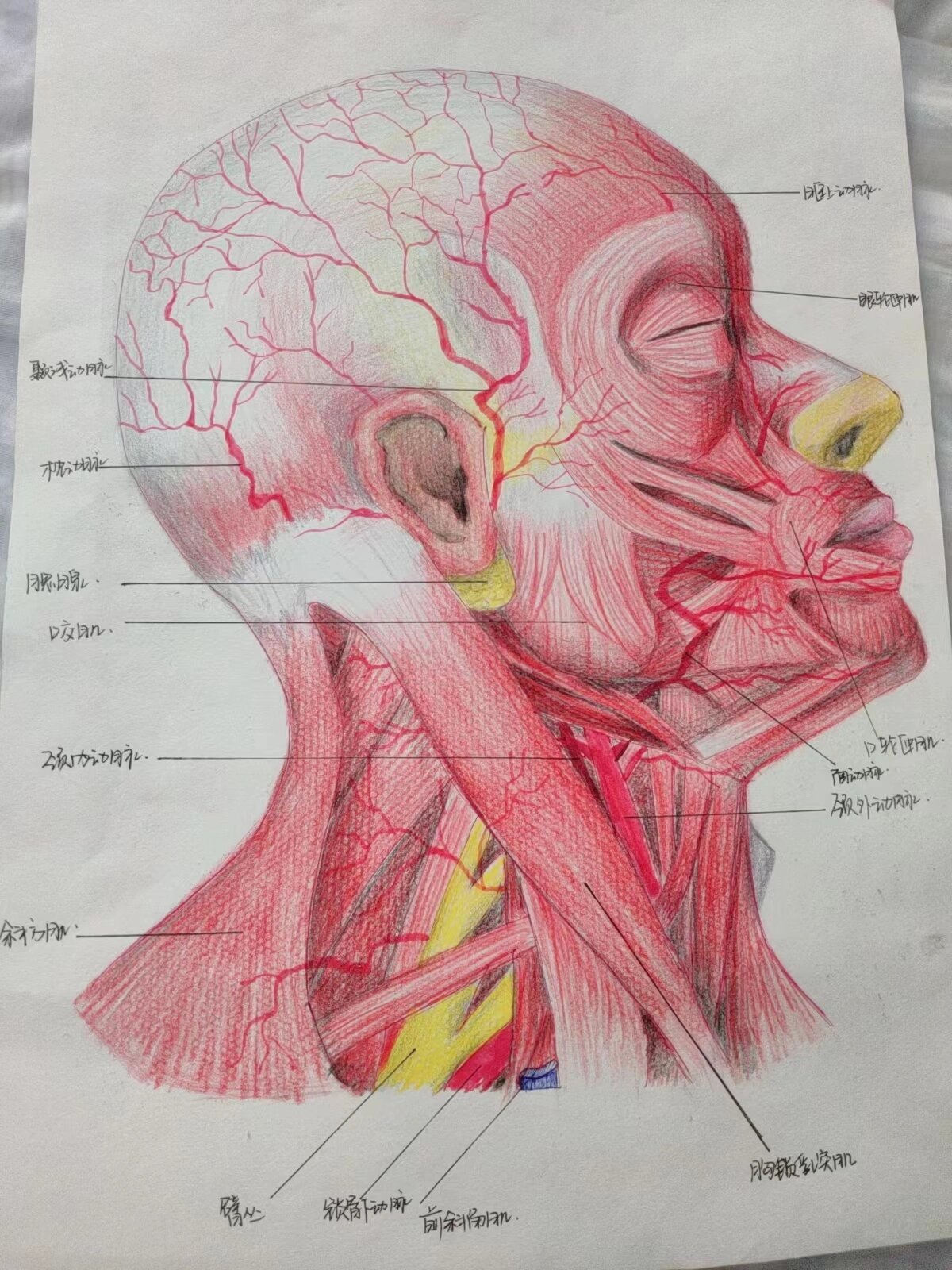 医学生手绘《头颈部肌肉侧面观》