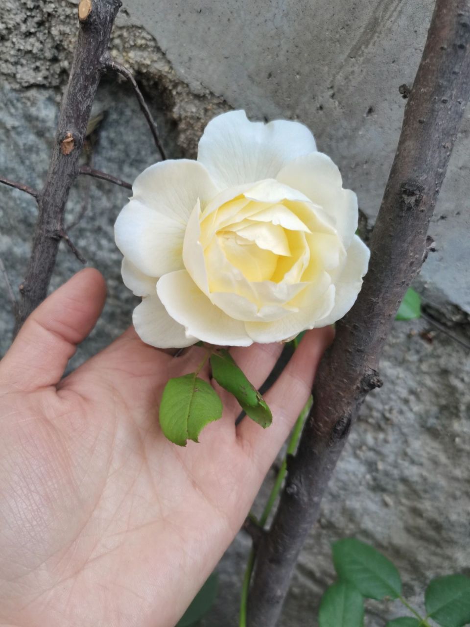 耐阴月季品种总结 耐阴: 马萨德医生(红色灌木) 威基伍德(淡粉色藤本)