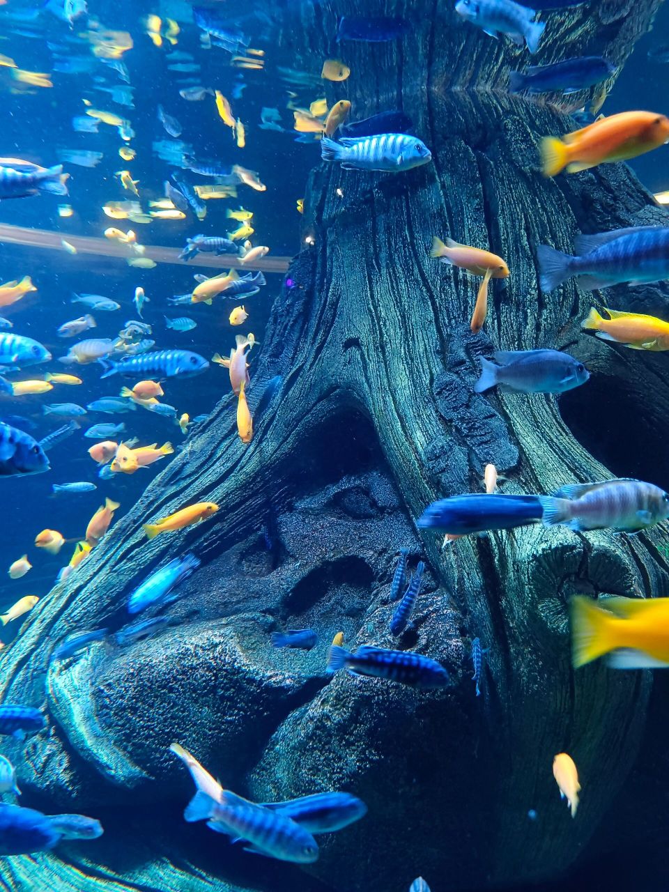 海蓝星梦幻城 沈阳沈北 海洋动物很少,企鹅就两只,其他都在大鱼缸里