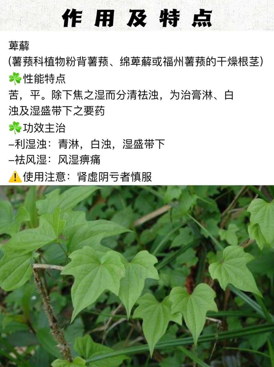 萆薢性味归经图片