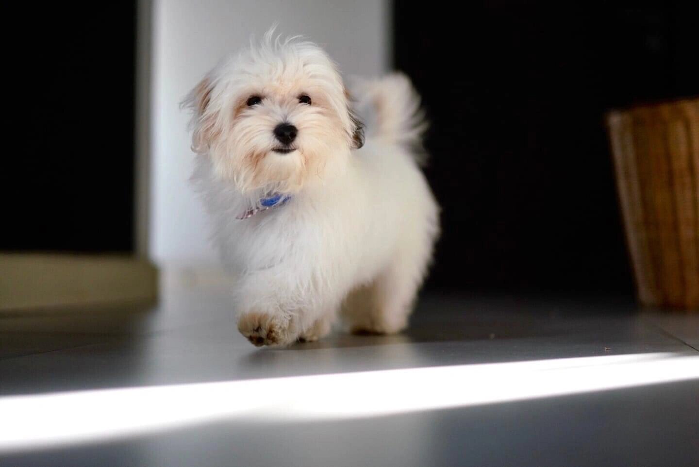 传闻中的棉花面纱犬coton de tuléar (1) 感谢这两天大家对sobao的