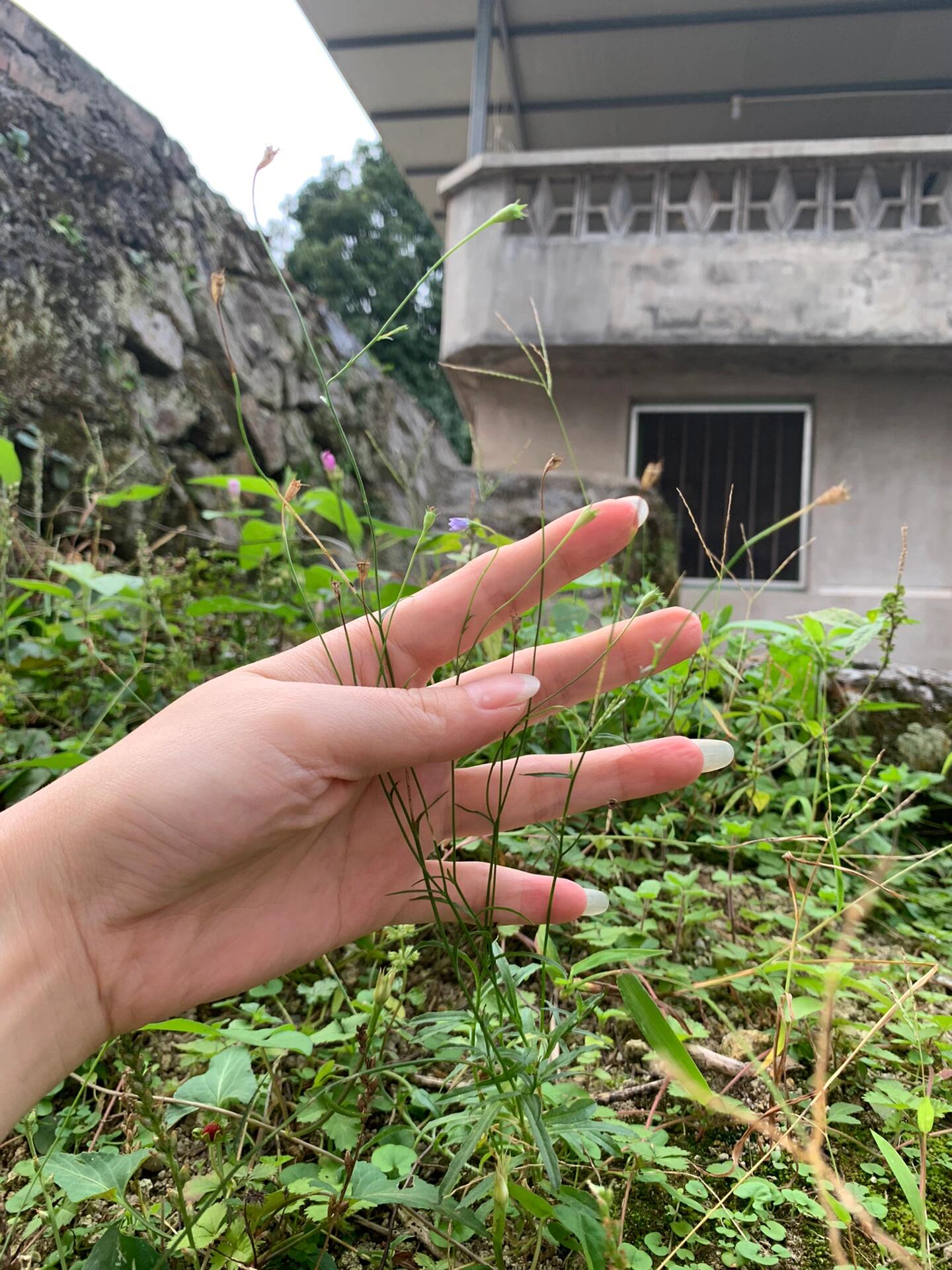 每天认识一种植物! 金线吊葫芦!