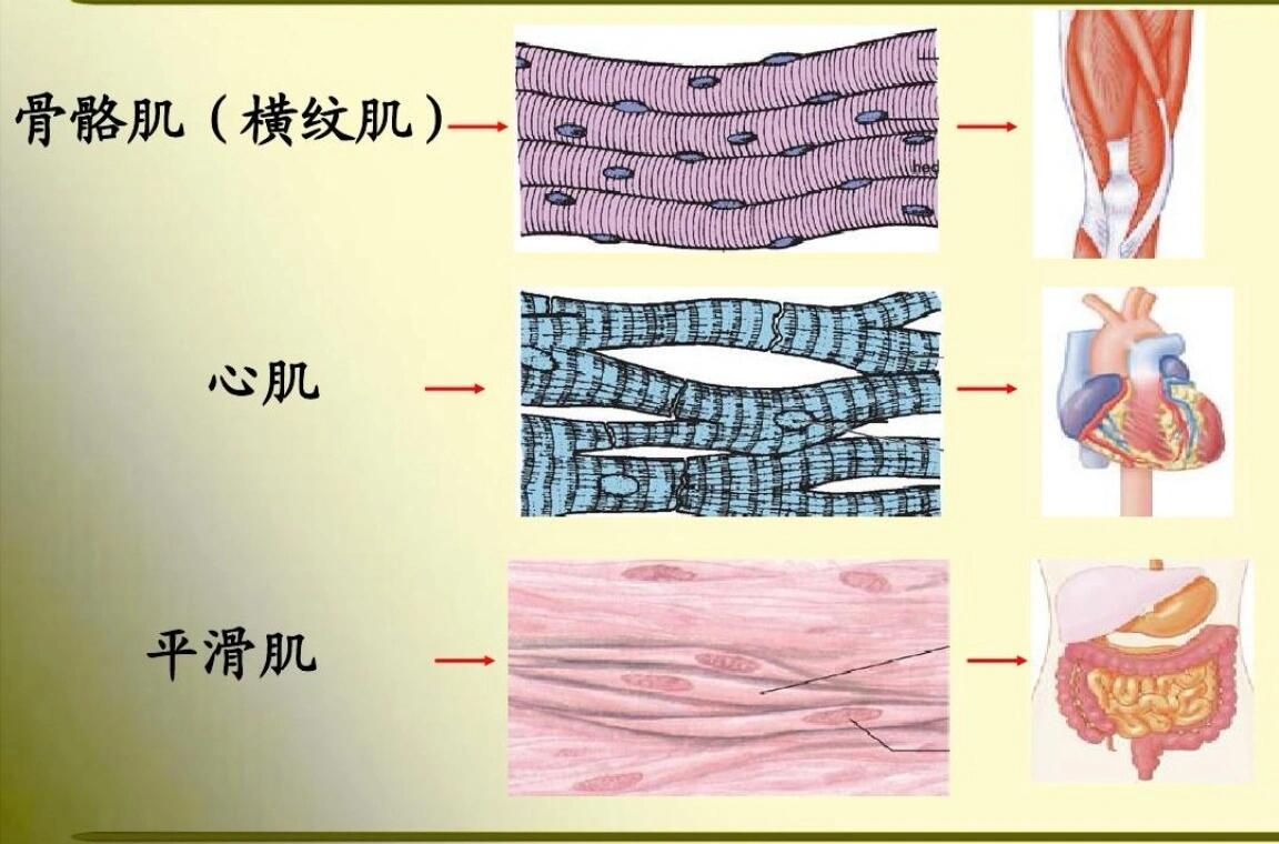 全身肌肉,總是緊張是什麼原因?
