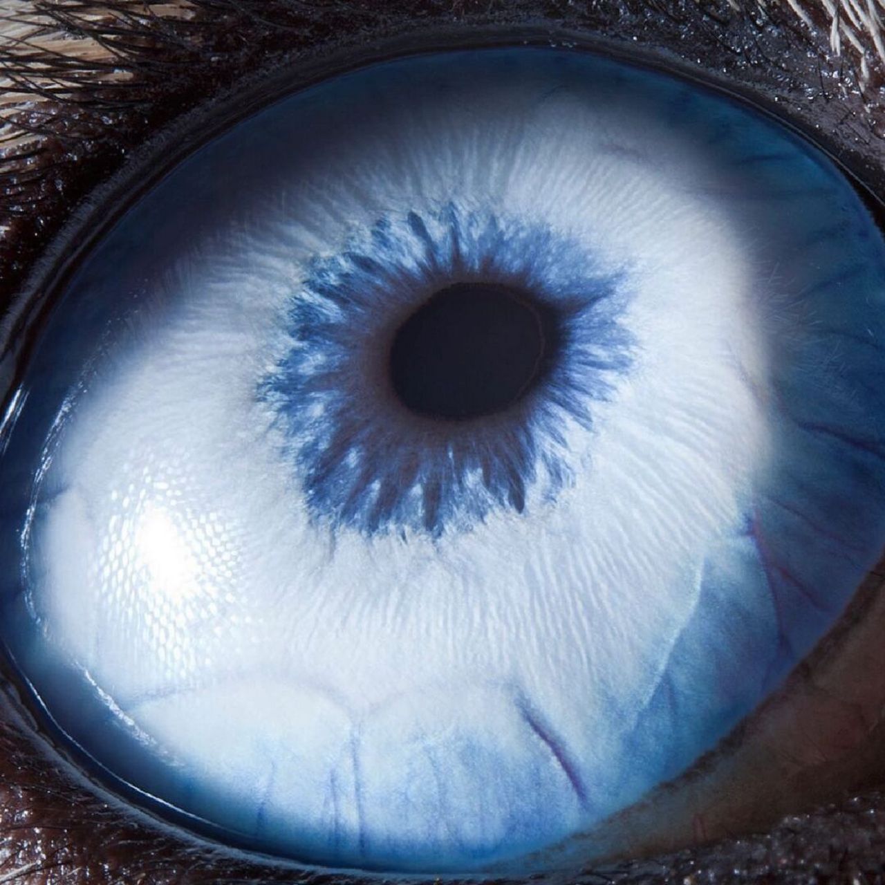 by@imagenationparis - #视觉艺术# #怪诞# #不一样的审美观# #来自