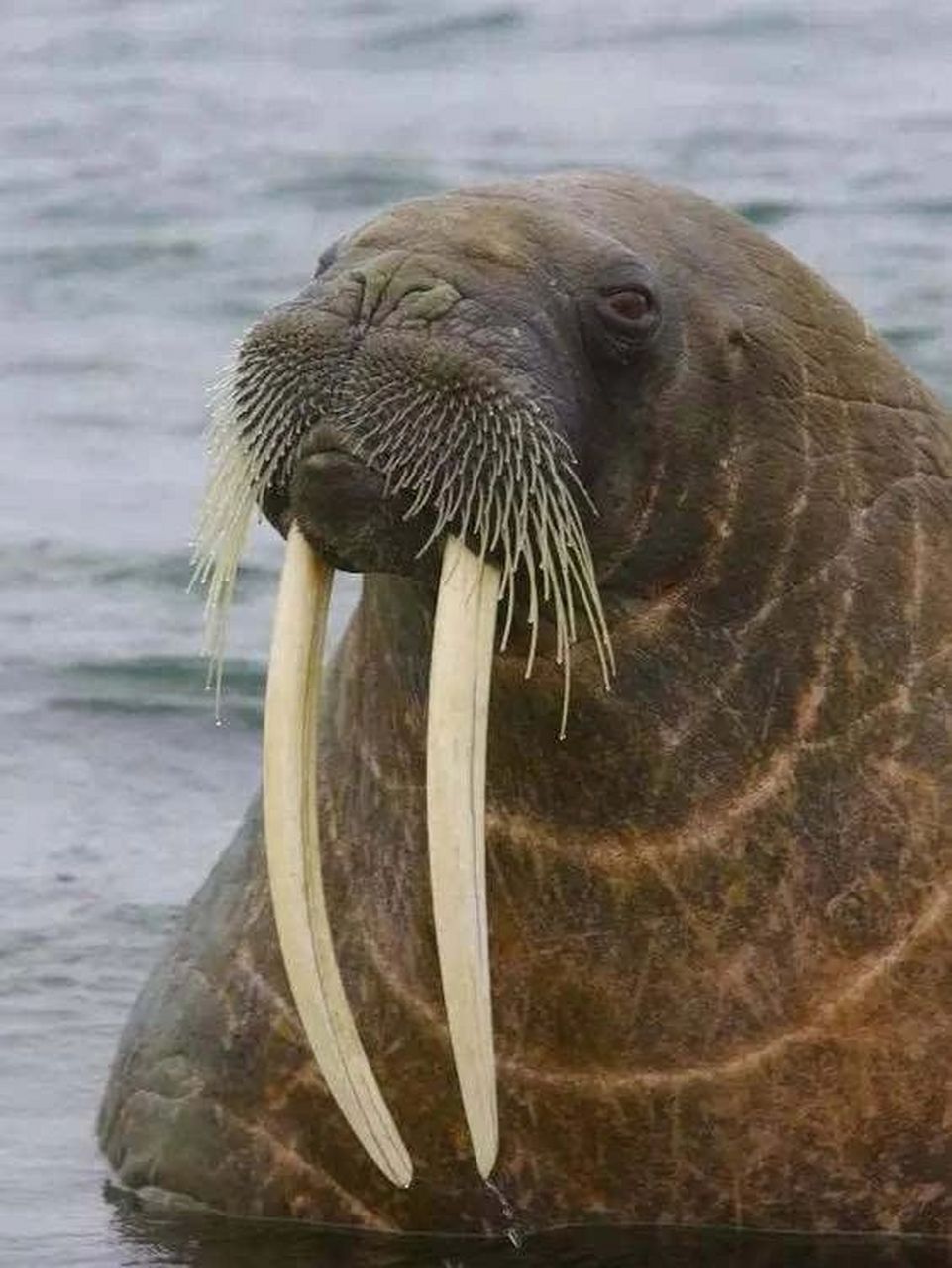 虬角,就是常说的海象牙,海象牙纹理粗糙.